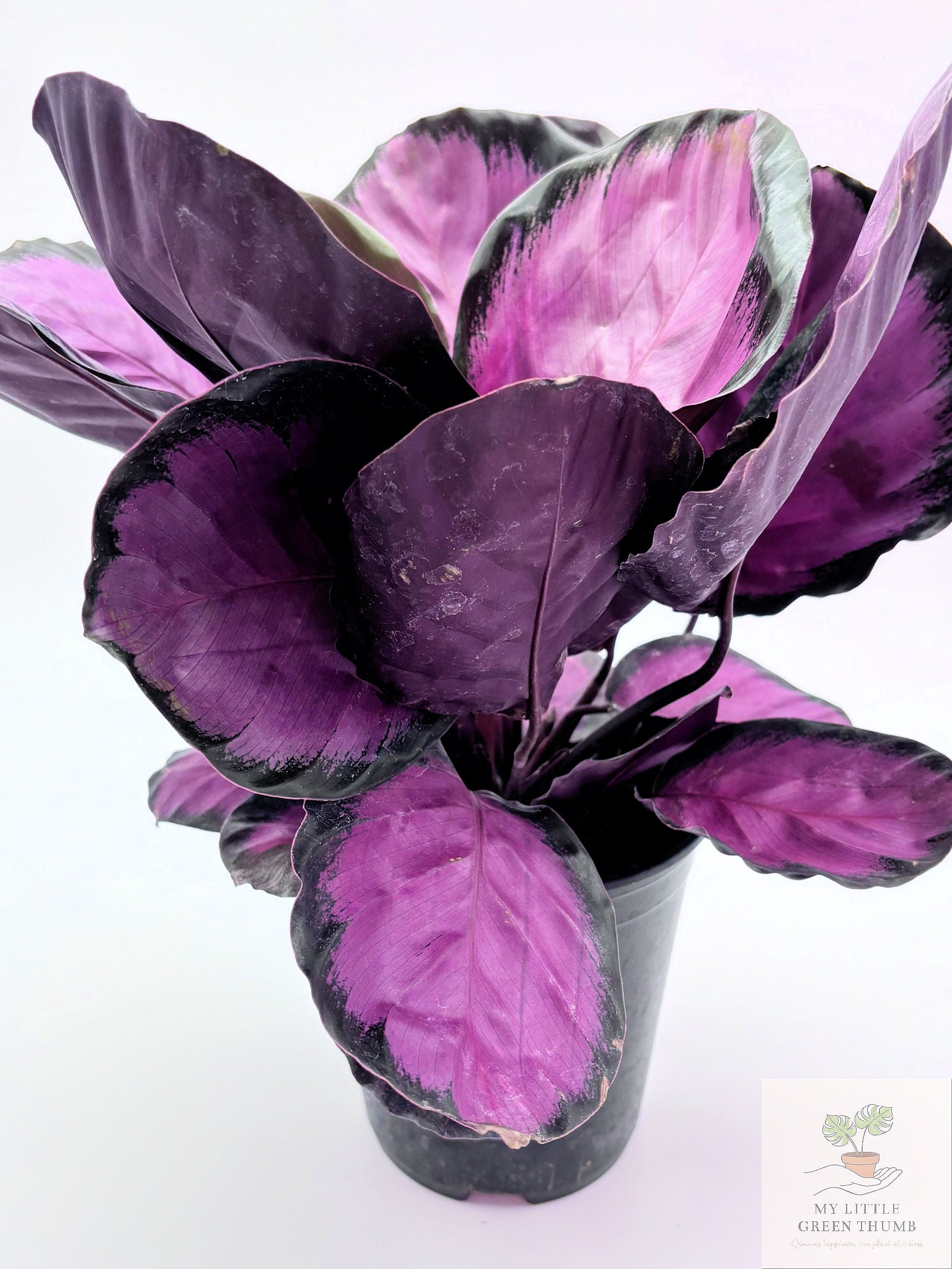 🌿 Calathea 'Purple Rose' Prayer Plant • Stunning Tropical Foliage Houseplant