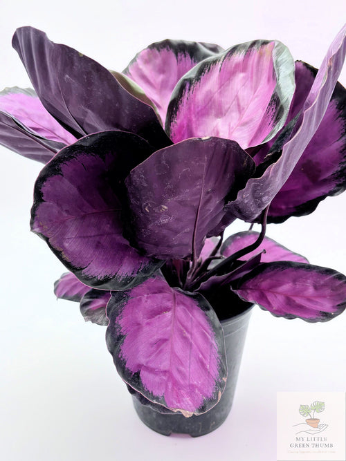 🌿 Calathea 'Purple Rose' Prayer Plant • Stunning Tropical Foliage Houseplant