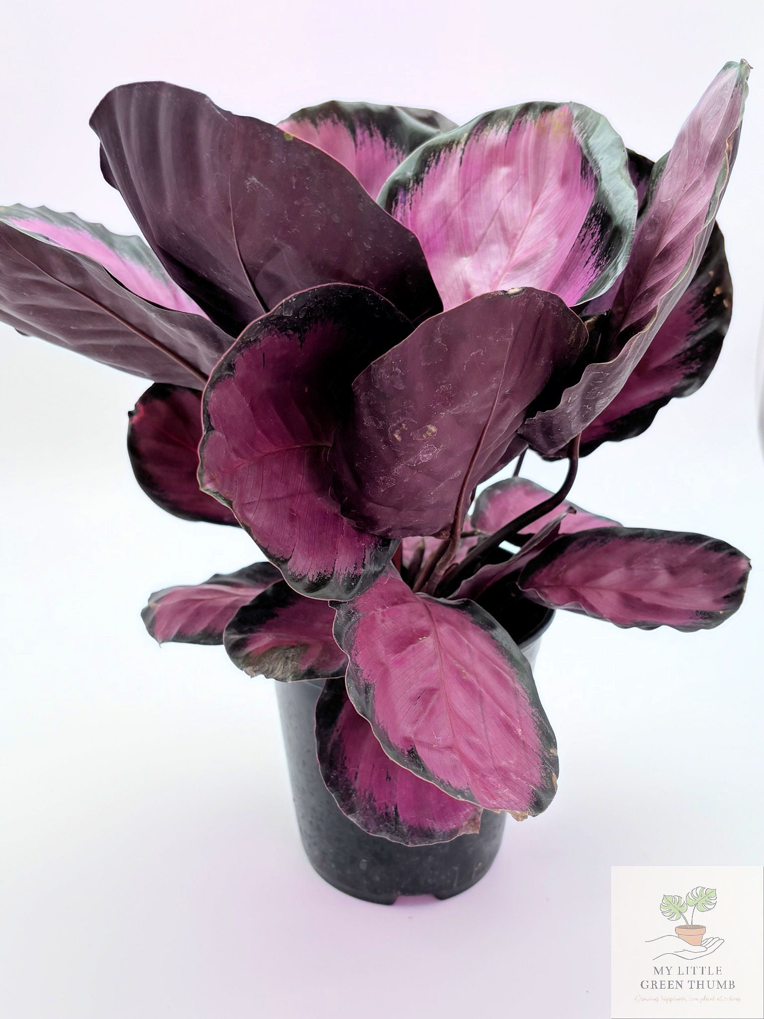🌿 Calathea 'Purple Rose' Prayer Plant • Stunning Tropical Foliage Houseplant