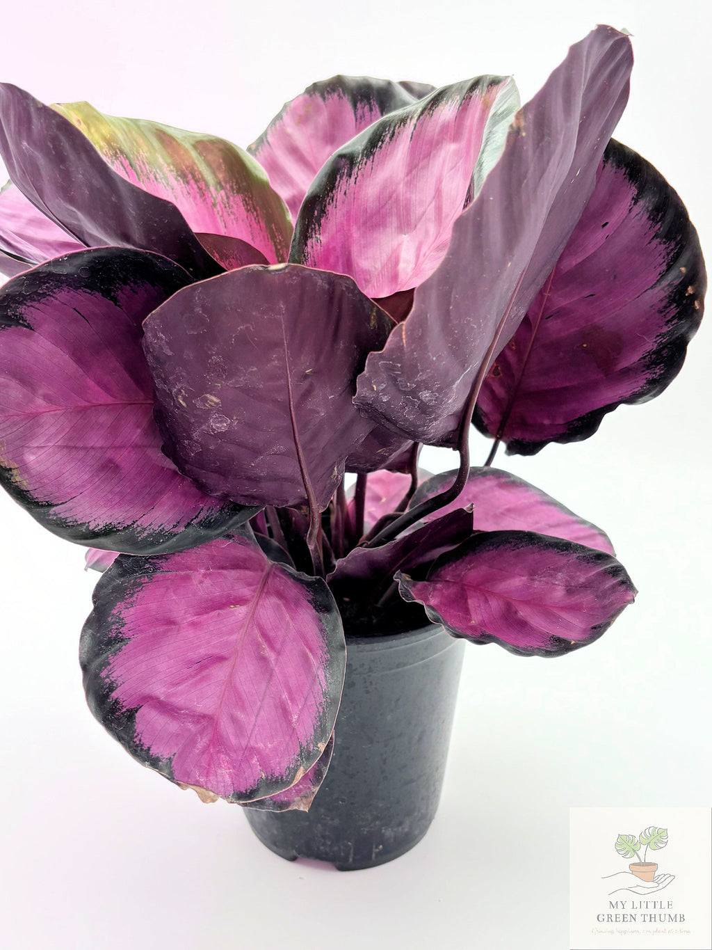 🌿 Calathea 'Purple Rose' Prayer Plant • Stunning Tropical Foliage Houseplant