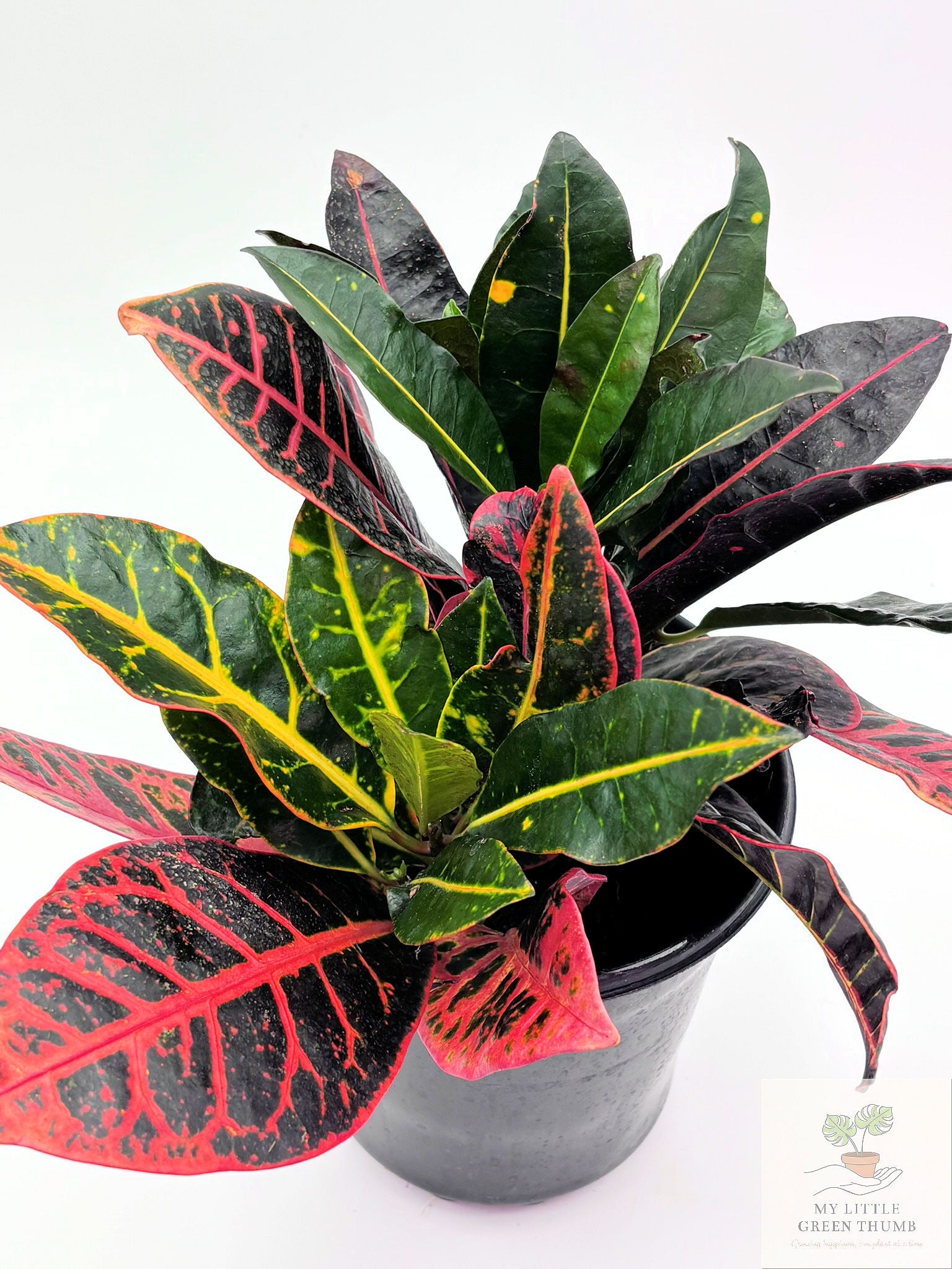 🌿 Garden Croton (Codiaeum variegatum) Colorful Tropical Foliage Plant • Bold Indoor Statement Plant