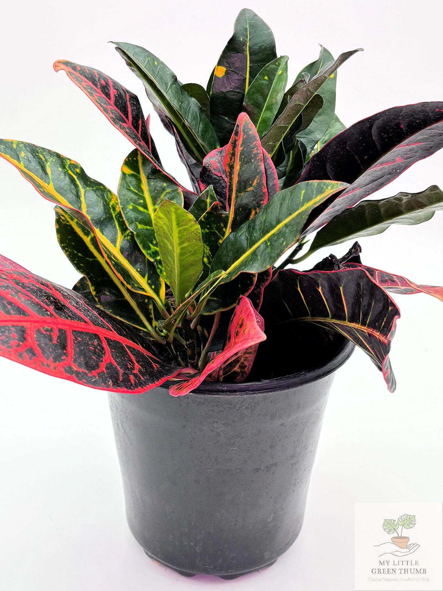 🌿 Garden Croton (Codiaeum variegatum) Colorful Tropical Foliage Plant • Bold Indoor Statement Plant