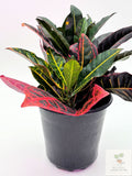 🌿 Garden Croton (Codiaeum variegatum) Colorful Tropical Foliage Plant • Bold Indoor Statement Plant