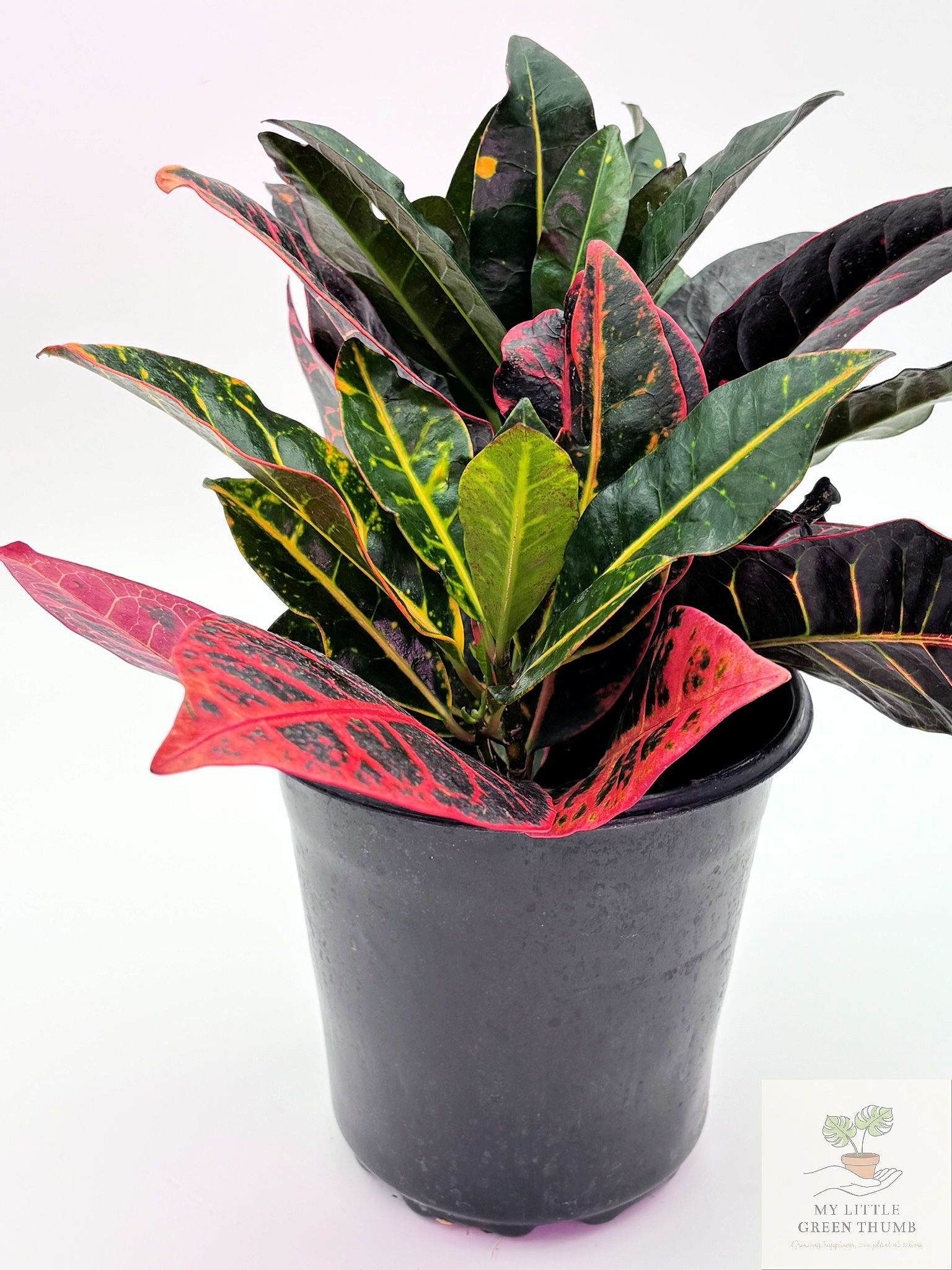 🌿 Garden Croton (Codiaeum variegatum) Colorful Tropical Foliage Plant • Bold Indoor Statement Plant