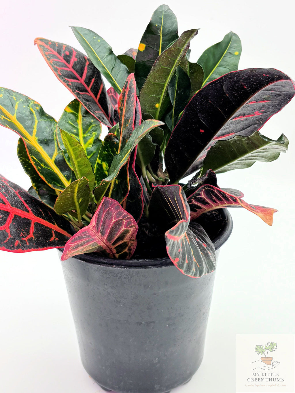 🌿 Garden Croton (Codiaeum variegatum) Colorful Tropical Foliage Plant • Bold Indoor Statement Plant