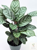 🌿 Ctenanthe setosa Grey Star Never Never Plant • Elegant Tropical Foliage Houseplant