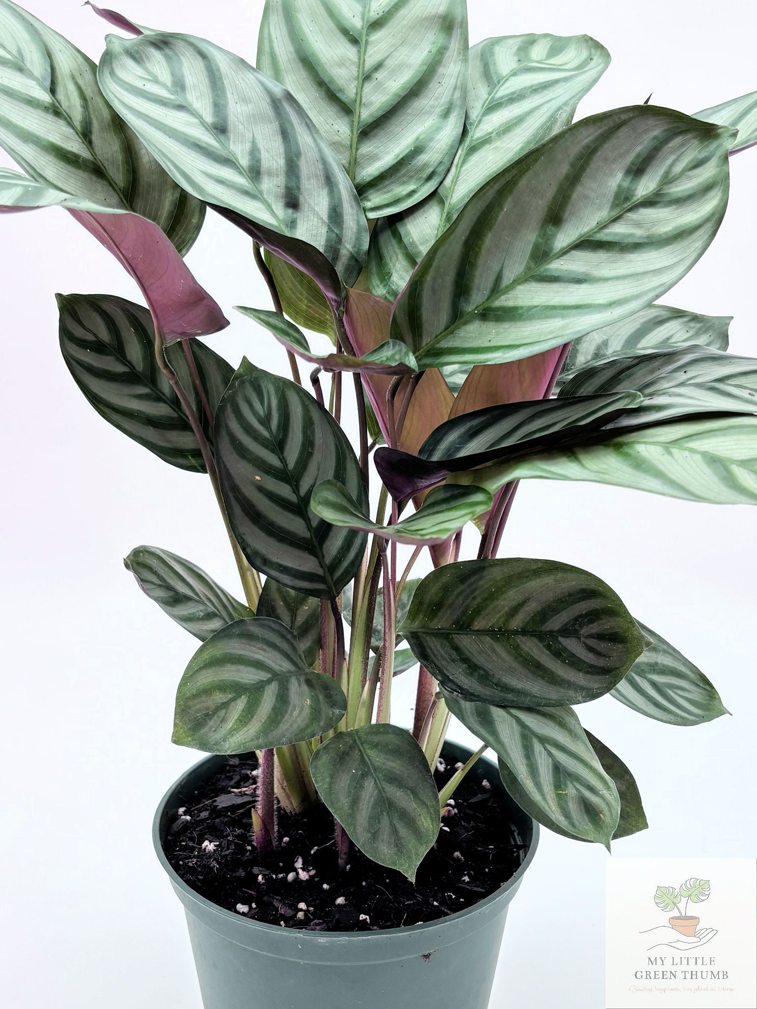 🌿 Ctenanthe setosa Grey Star Never Never Plant • Elegant Tropical Foliage Houseplant