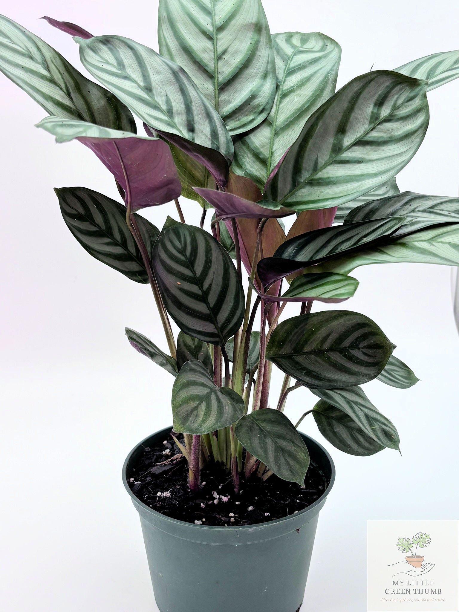 🌿 Ctenanthe setosa Grey Star Never Never Plant • Elegant Tropical Foliage Houseplant