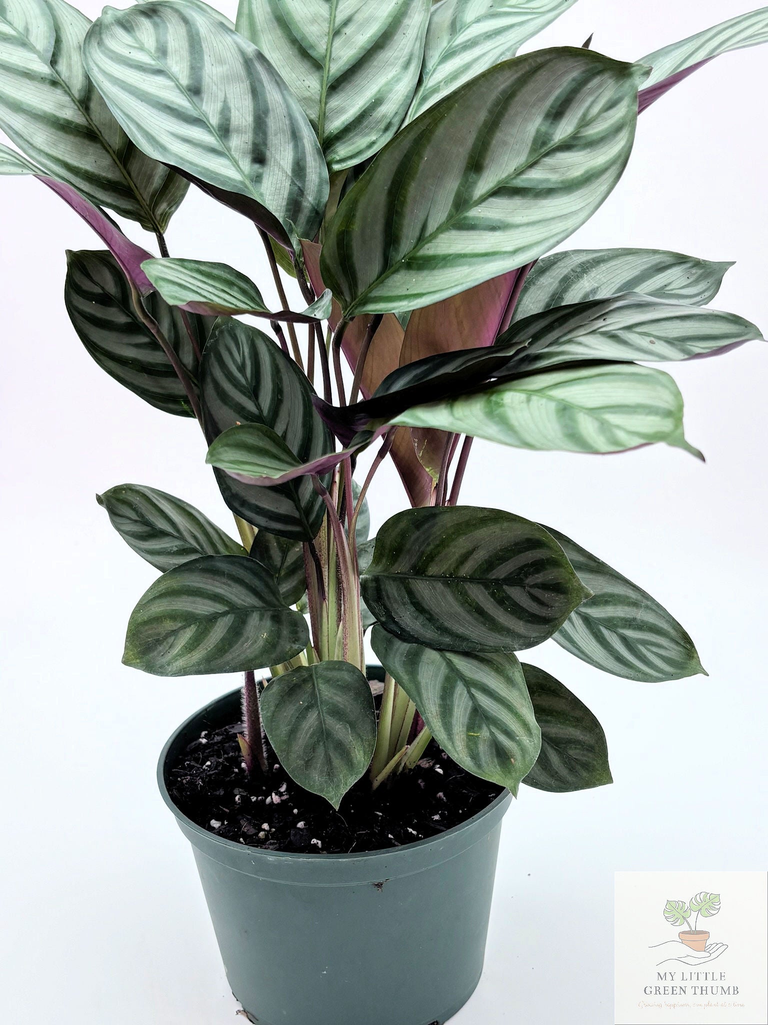 🌿 Ctenanthe setosa Grey Star Never Never Plant • Elegant Tropical Foliage Houseplant