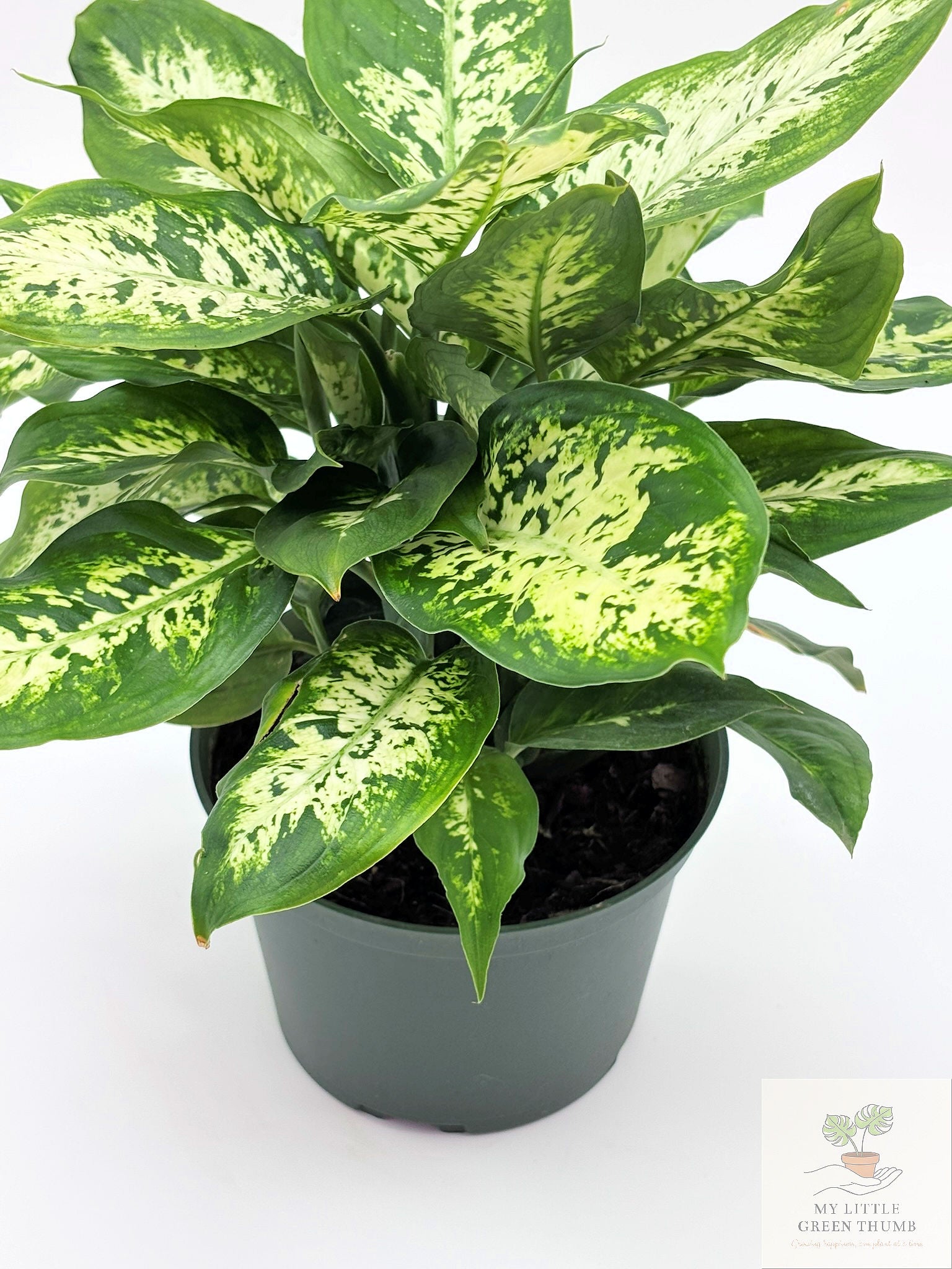 🌿 Dieffenbachia Seguin Tropical Statement Plant • Easy-Care Foliage Houseplant