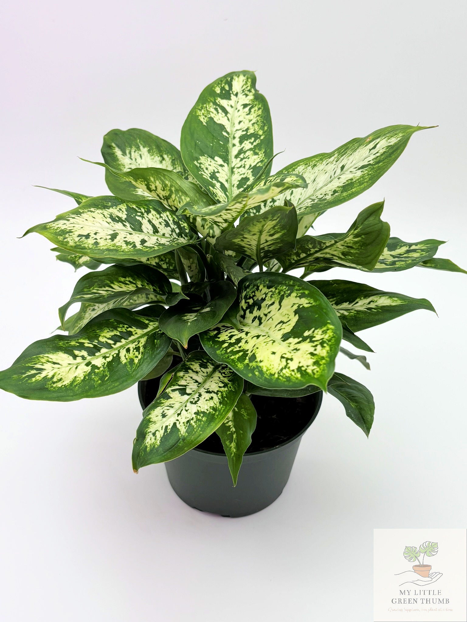 🌿 Dieffenbachia Seguin Tropical Statement Plant • Easy-Care Foliage Houseplant