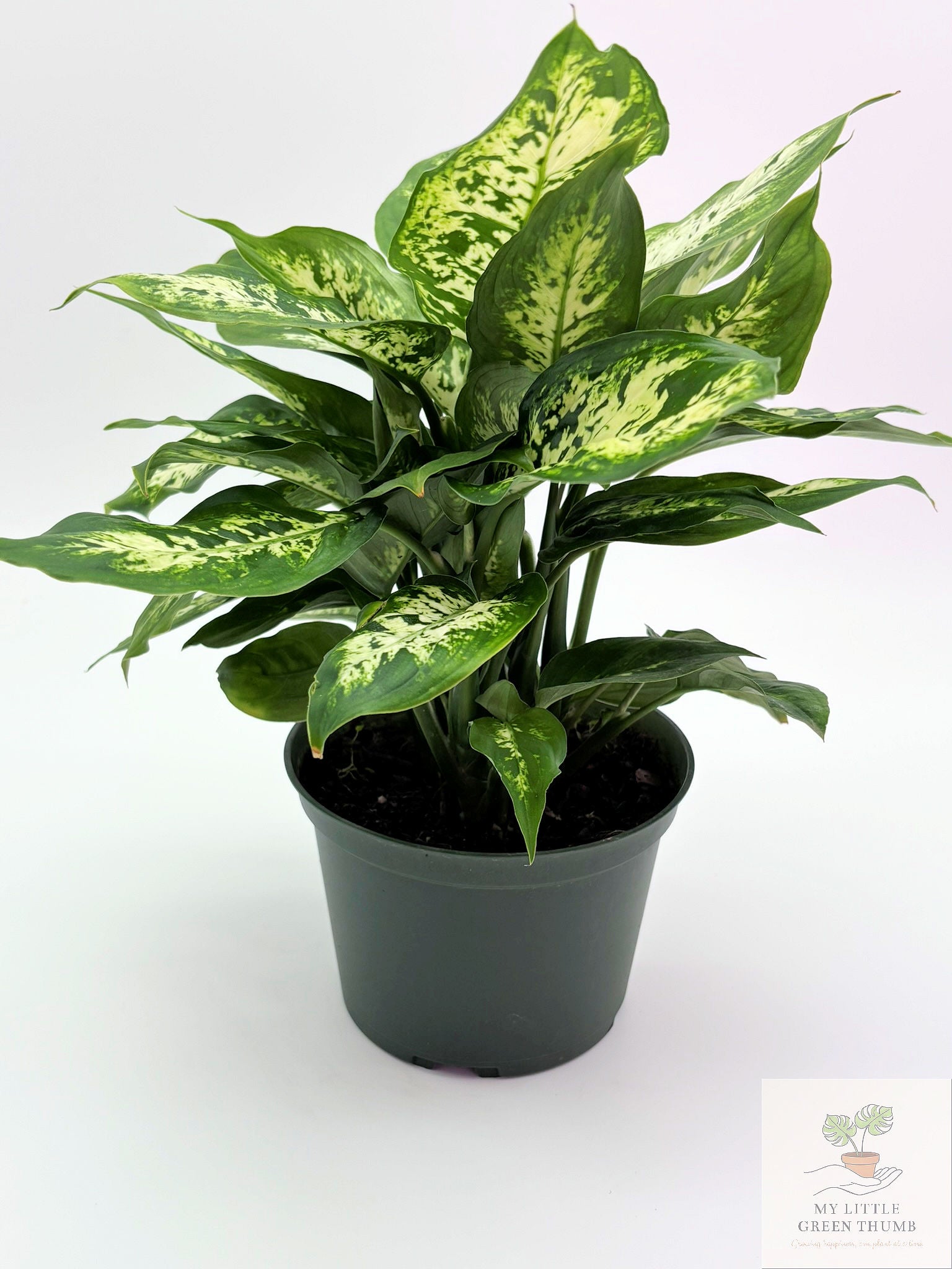 🌿 Dieffenbachia Seguin Tropical Statement Plant • Easy-Care Foliage Houseplant