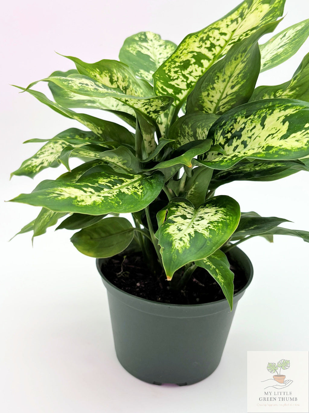 🌿 Dieffenbachia Seguin Tropical Statement Plant • Easy-Care Foliage Houseplant