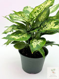 🌿 Dieffenbachia Seguin Tropical Statement Plant • Easy-Care Foliage Houseplant