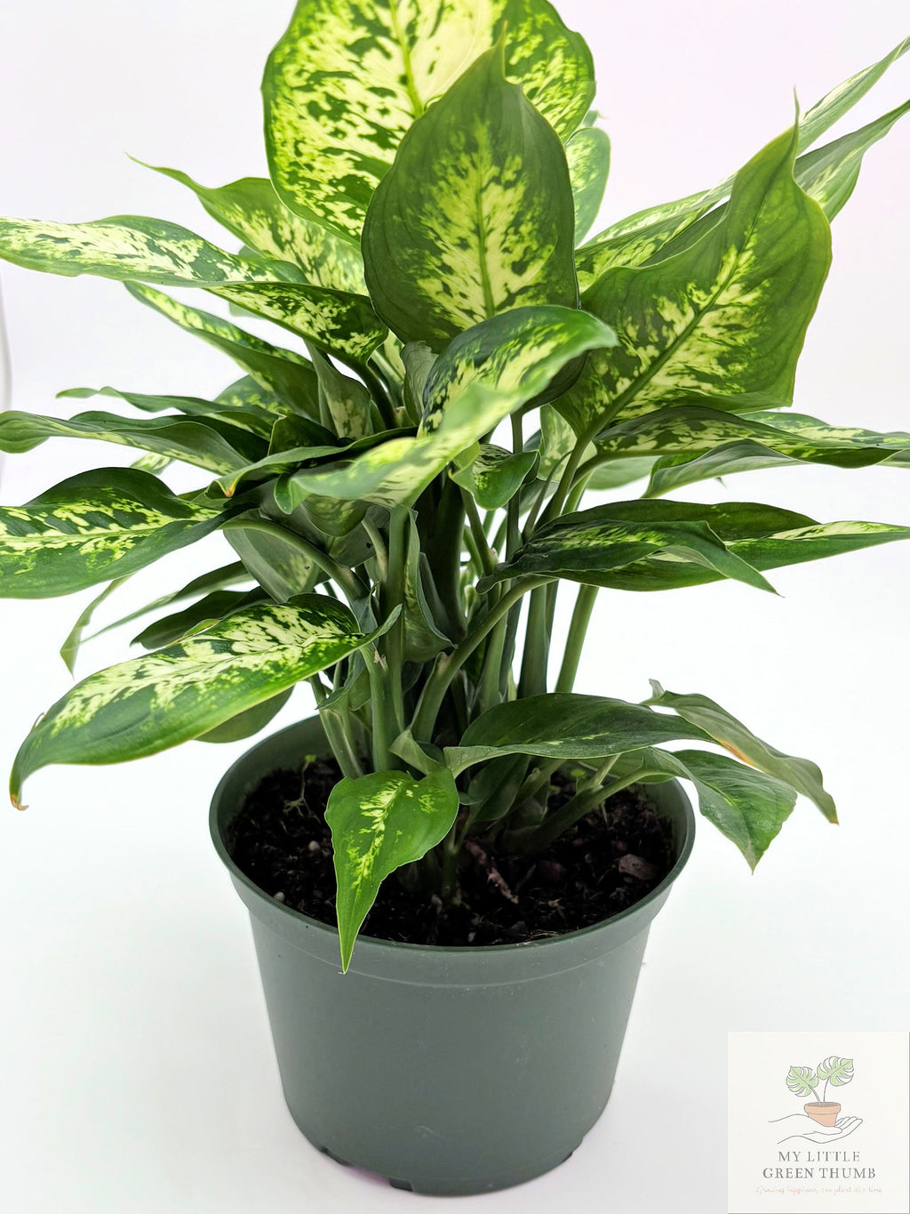 🌿 Dieffenbachia Seguin Tropical Statement Plant • Easy-Care Foliage Houseplant