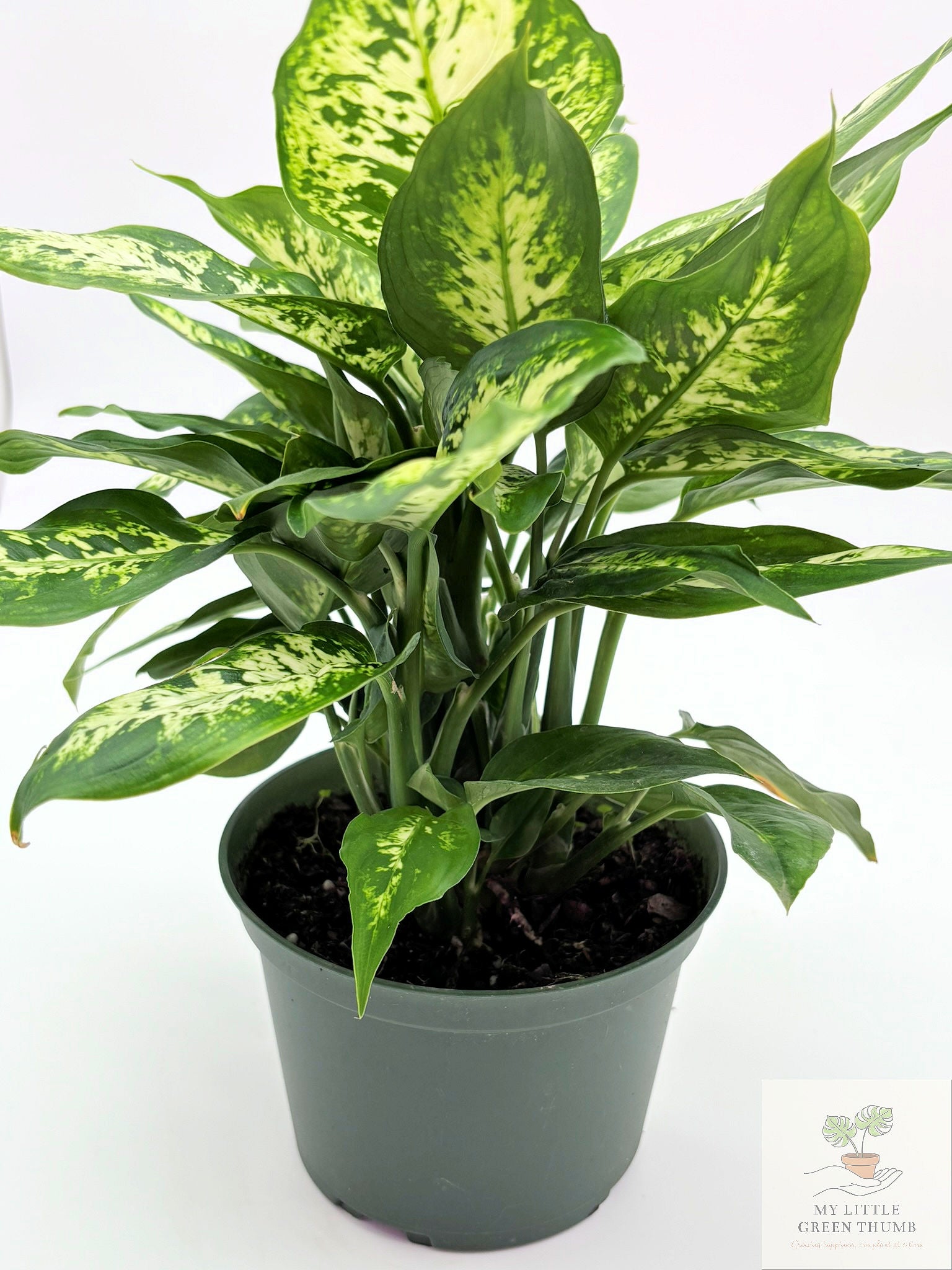 🌿 Dieffenbachia Seguin Tropical Statement Plant • Easy-Care Foliage Houseplant