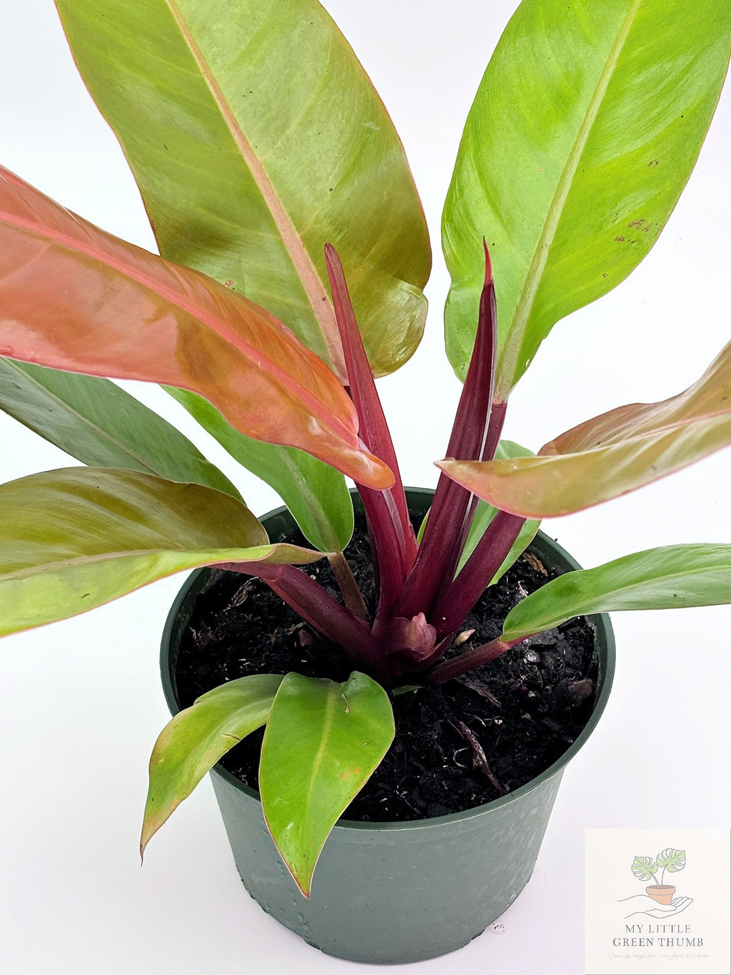 🌿 Philodendron Prince of Orange Color-Changing Tropical Houseplant • 6" POT Easy-Care Philodendron (Copy)