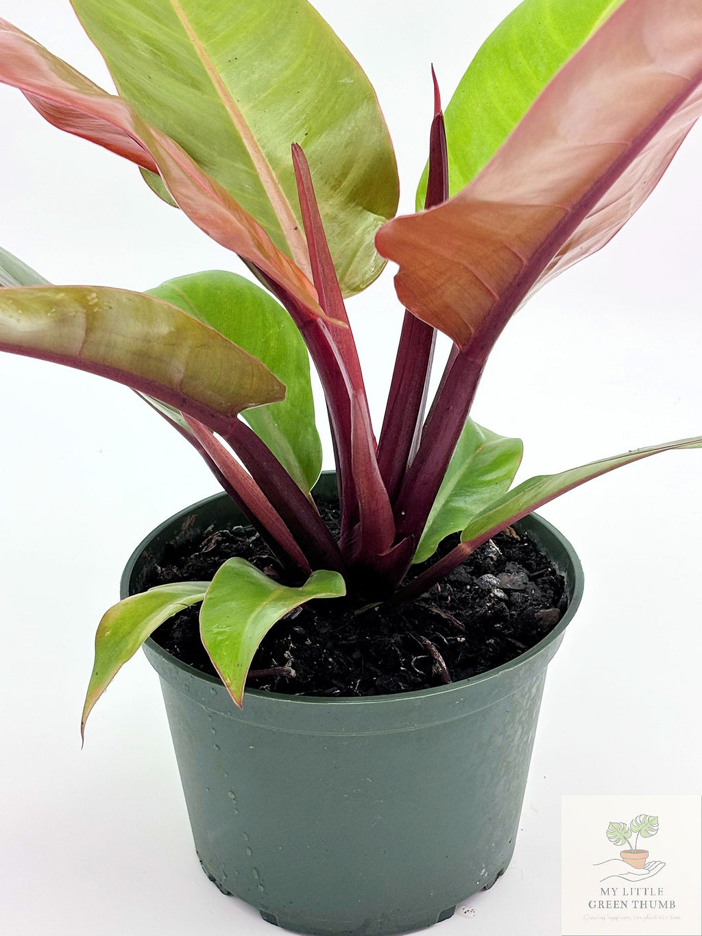 🌿 Philodendron Prince of Orange Color-Changing Tropical Houseplant • 6" POT Easy-Care Philodendron (Copy)