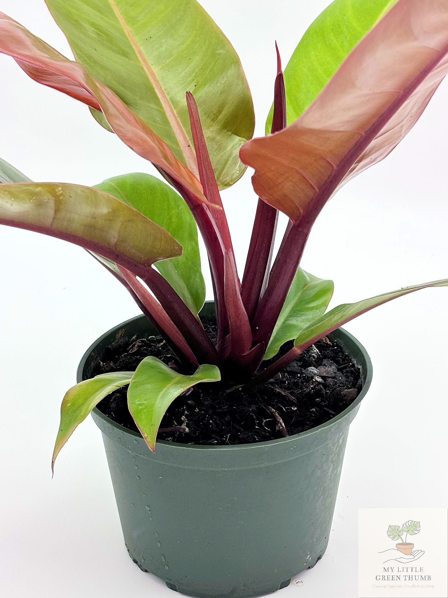 🌿 Philodendron Prince of Orange Color-Changing Tropical Houseplant • 6" POT Easy-Care Philodendron (Copy)