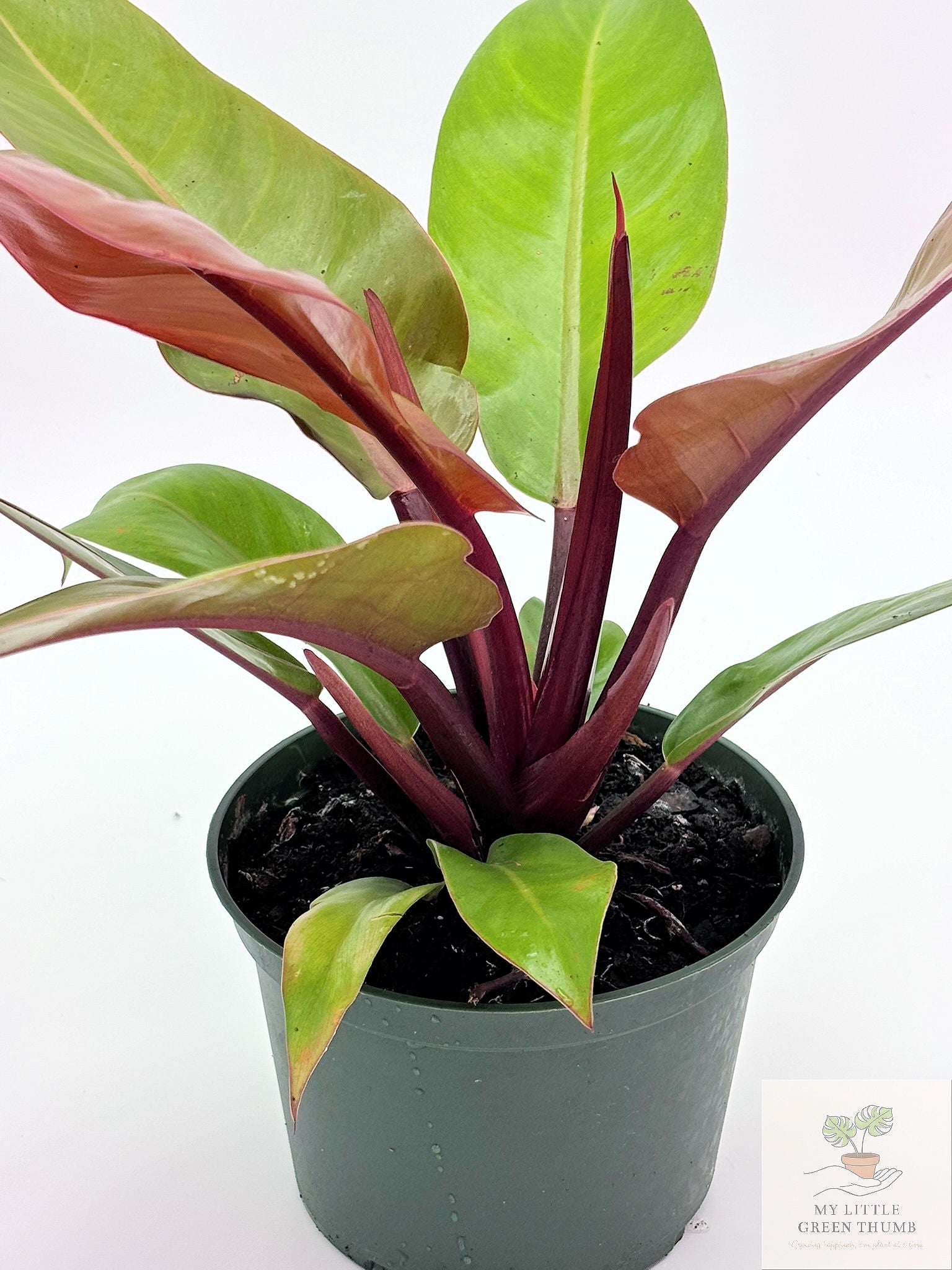 🌿 Philodendron Prince of Orange Color-Changing Tropical Houseplant • 6" POT Easy-Care Philodendron (Copy)