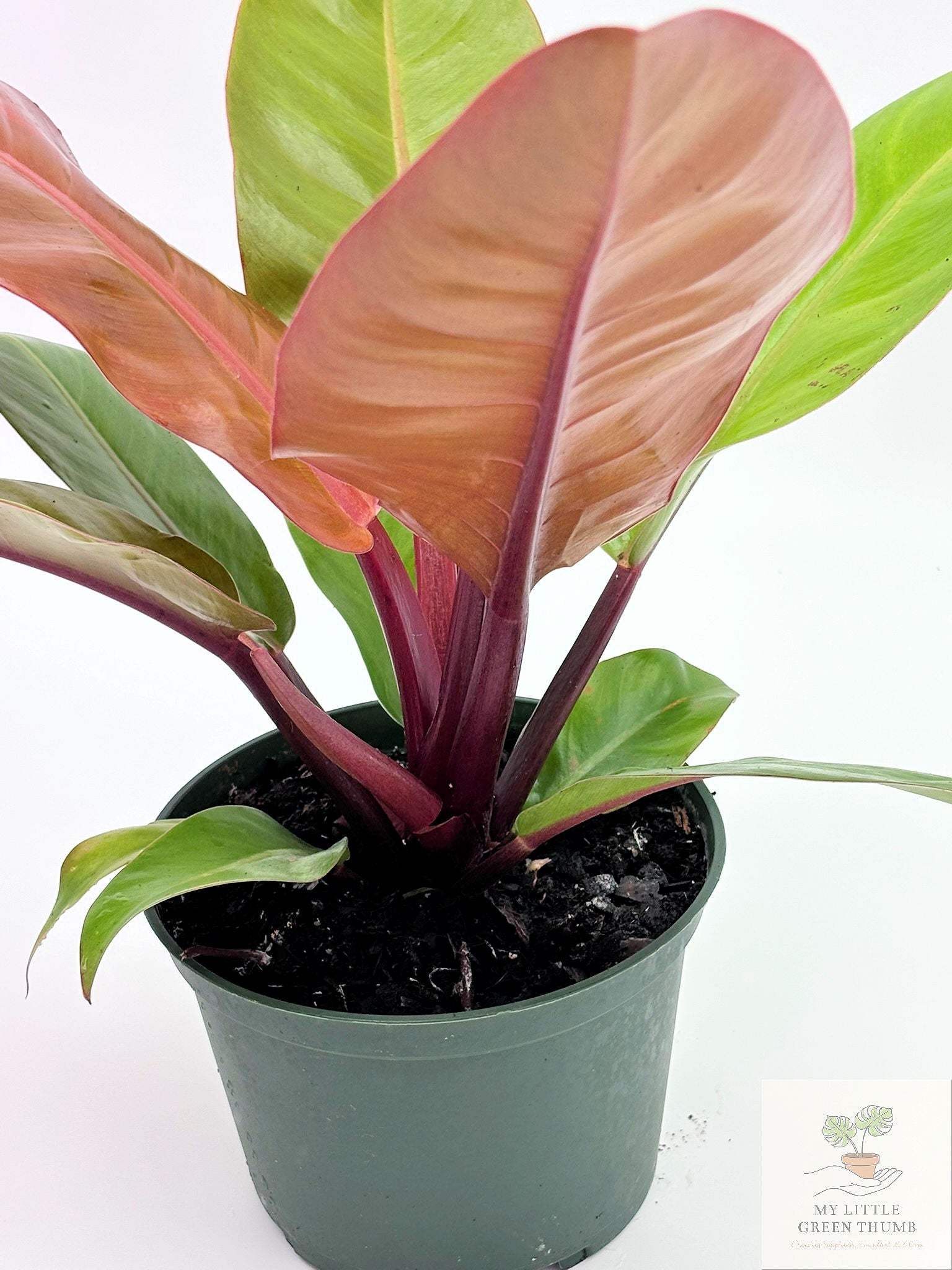 🌿 Philodendron Prince of Orange Color-Changing Tropical Houseplant • 6" POT Easy-Care Philodendron (Copy)