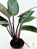 🌿 Philodendron McColley's Finale -Color-Changing Tropical Houseplant • Vibrant Self-Heading Philodendron