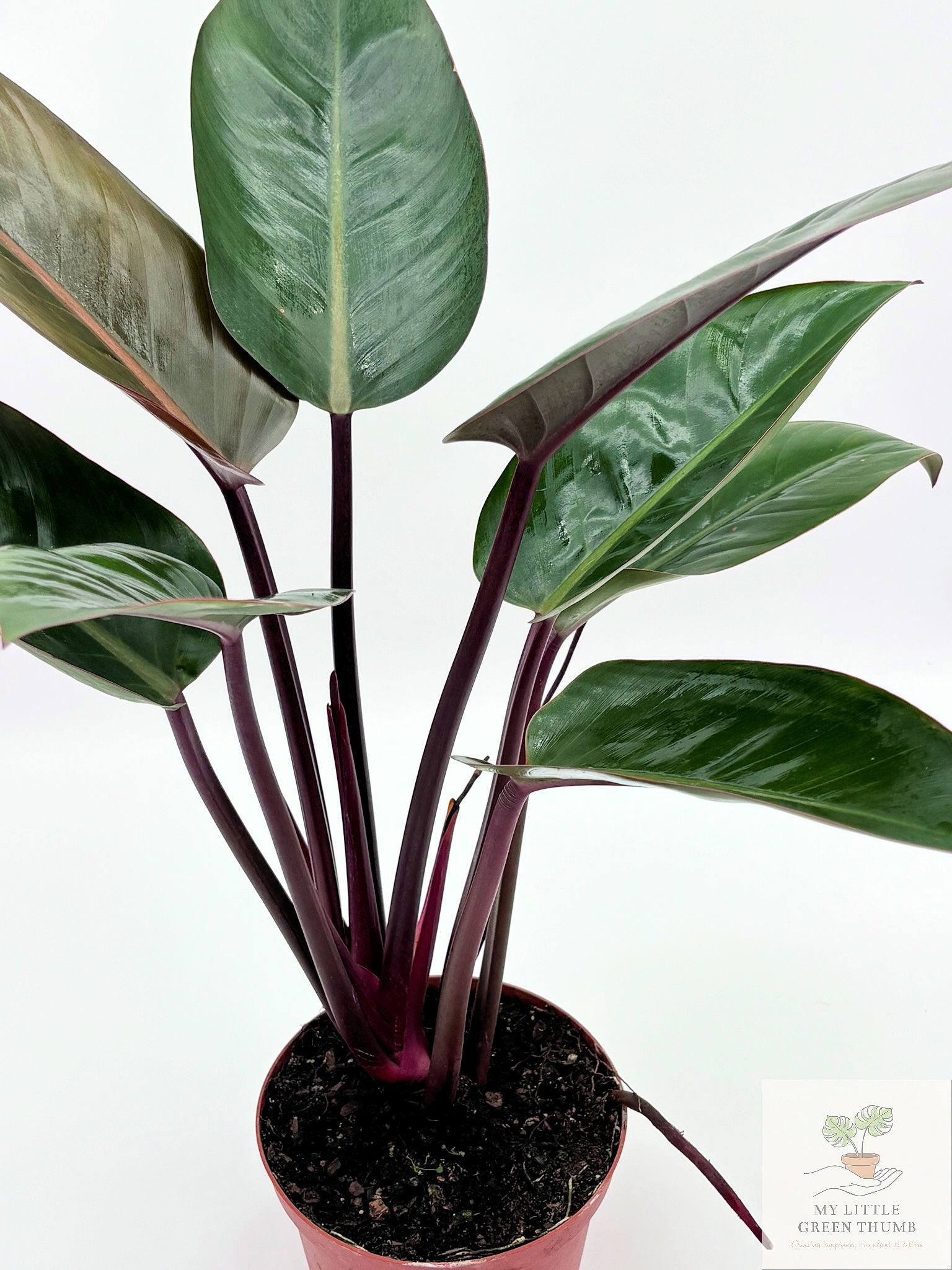 🌿 Philodendron McColley's Finale -Color-Changing Tropical Houseplant • Vibrant Self-Heading Philodendron