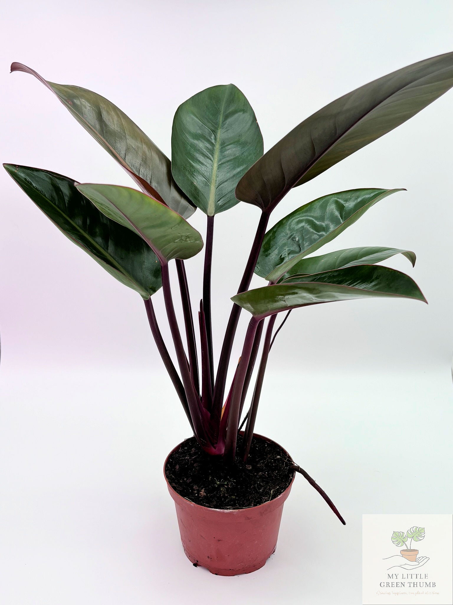 🌿 Philodendron McColley's Finale -Color-Changing Tropical Houseplant • Vibrant Self-Heading Philodendron