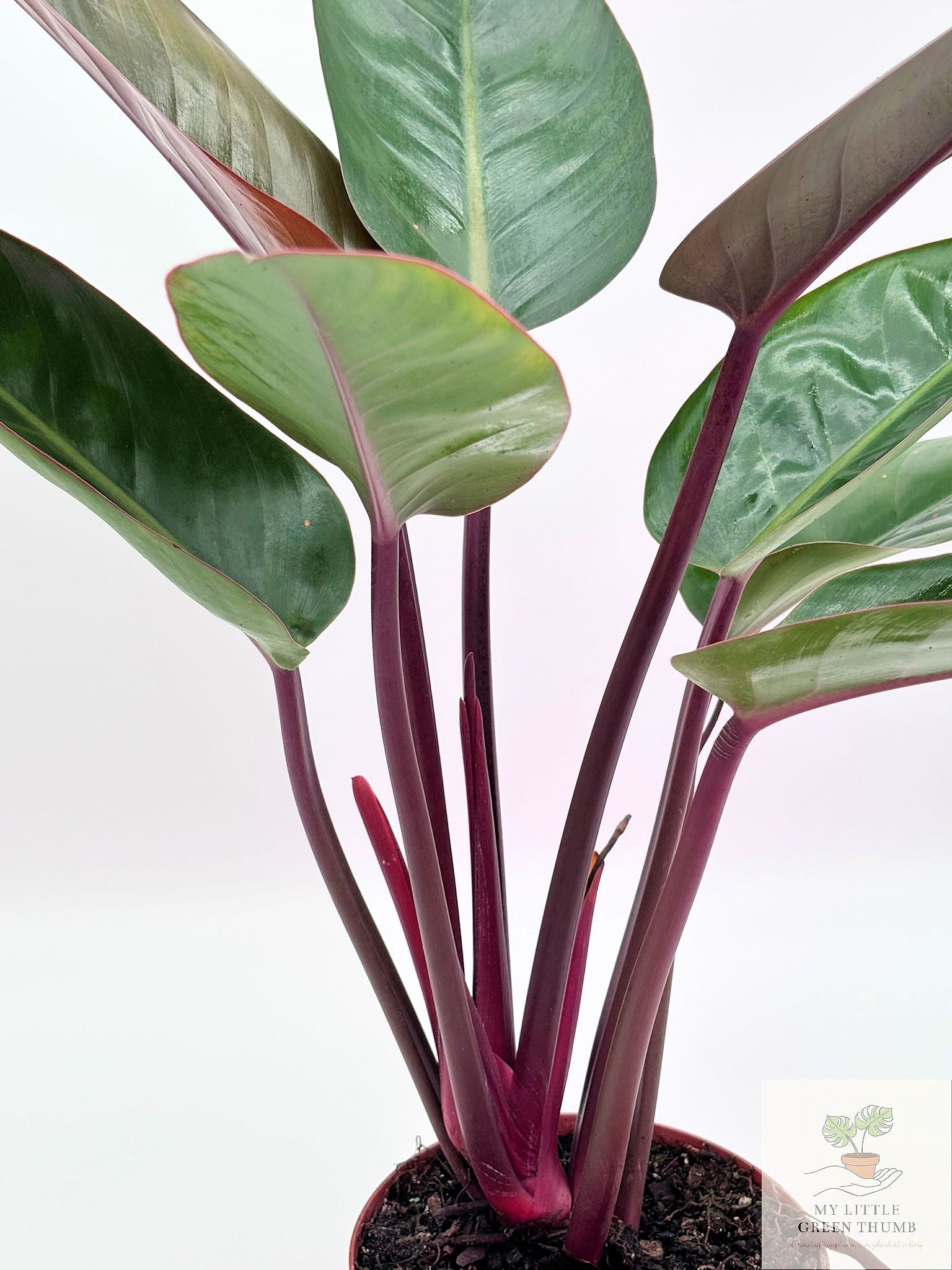 🌿 Philodendron McColley's Finale -Color-Changing Tropical Houseplant • Vibrant Self-Heading Philodendron