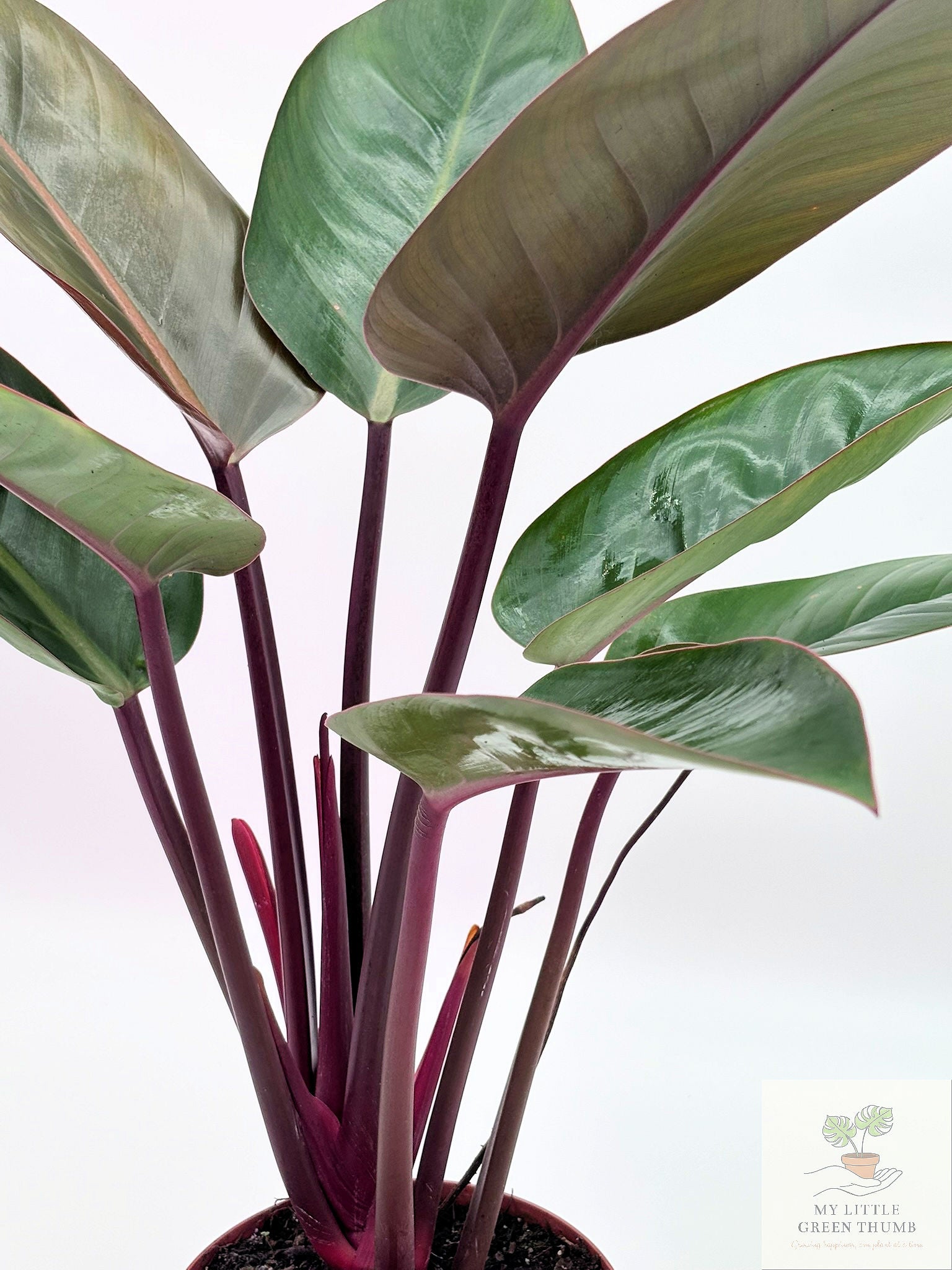 🌿 Philodendron McColley's Finale -Color-Changing Tropical Houseplant • Vibrant Self-Heading Philodendron