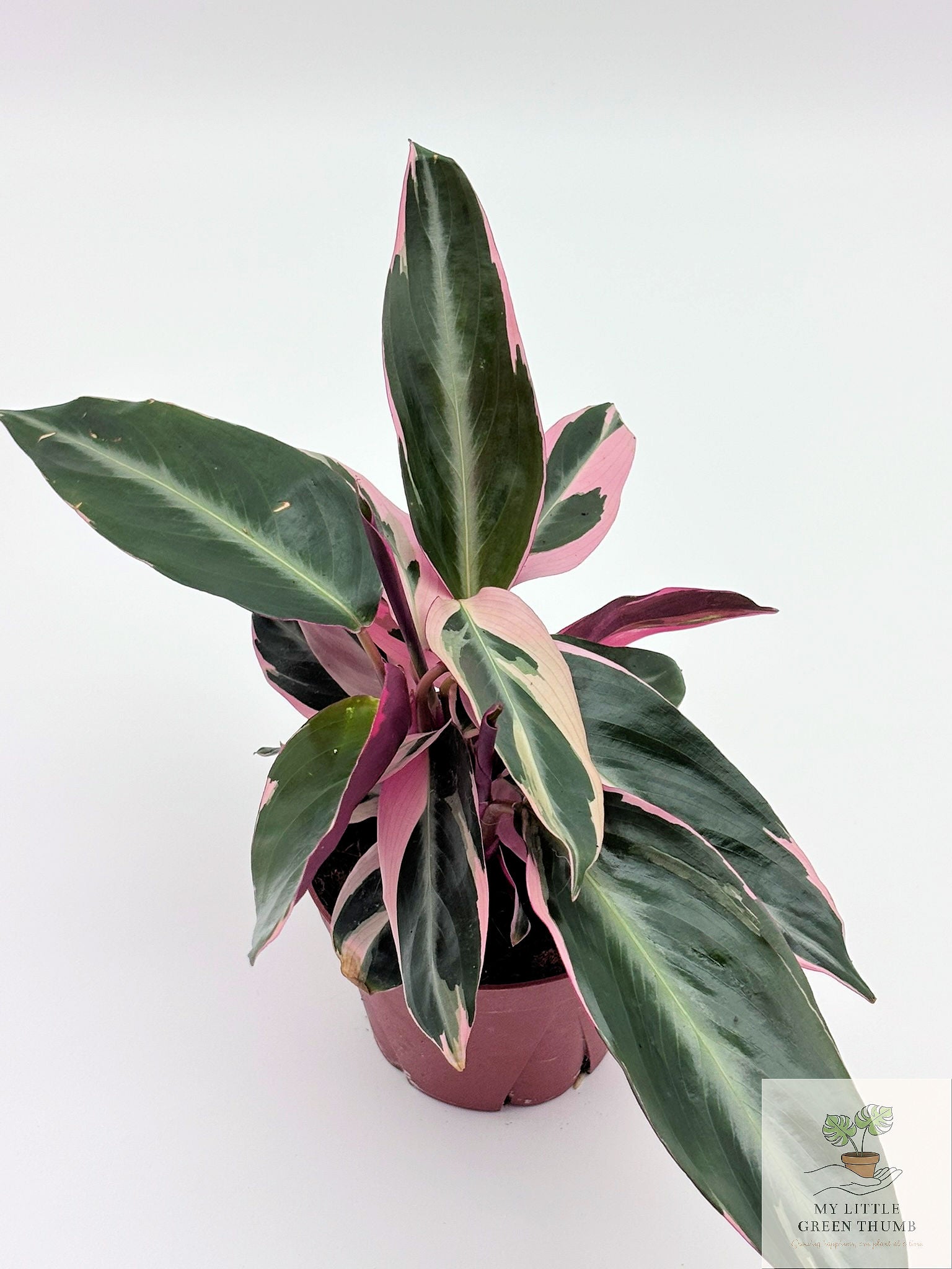 🌿 Stromanthe Triostar - Tri-Colour Prayer Plant • Vibrant Tropical Houseplant