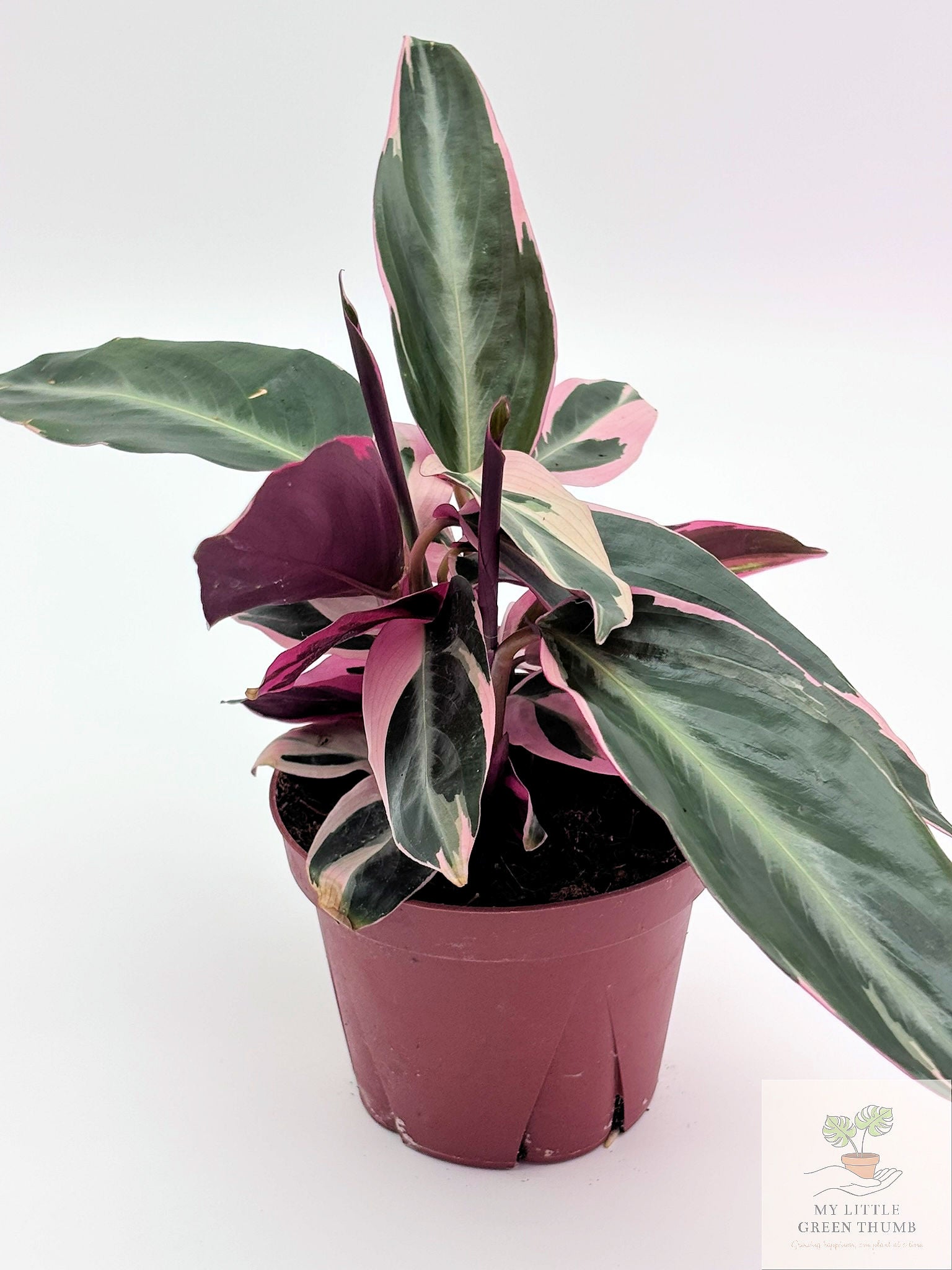 🌿 Stromanthe Triostar - Tri-Colour Prayer Plant • Vibrant Tropical Houseplant