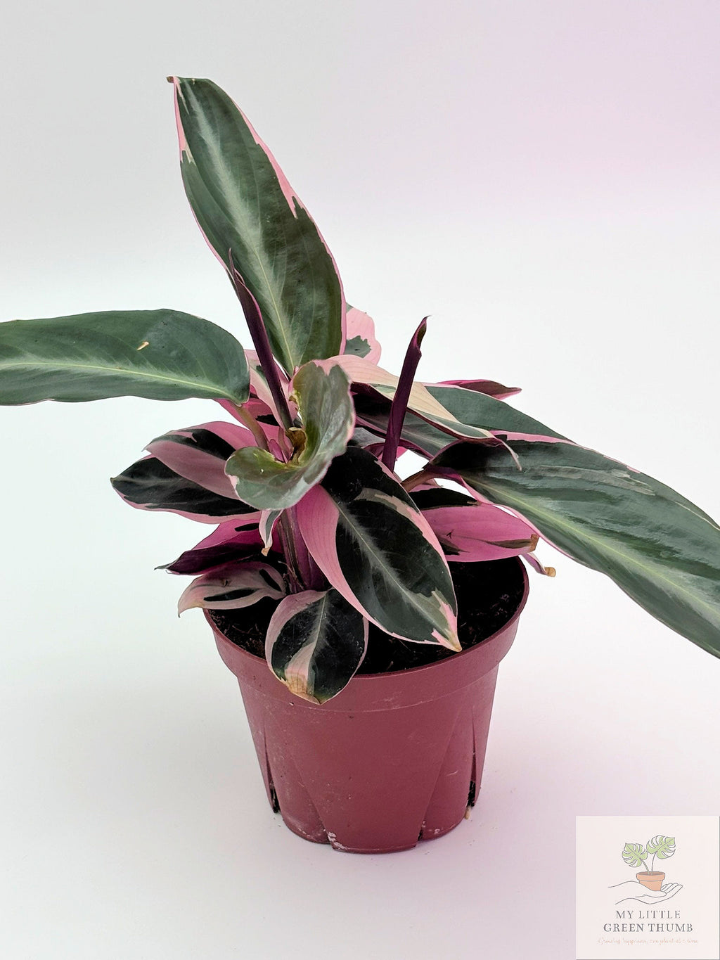 🌿 Stromanthe Triostar - Tri-Colour Prayer Plant • Vibrant Tropical Houseplant