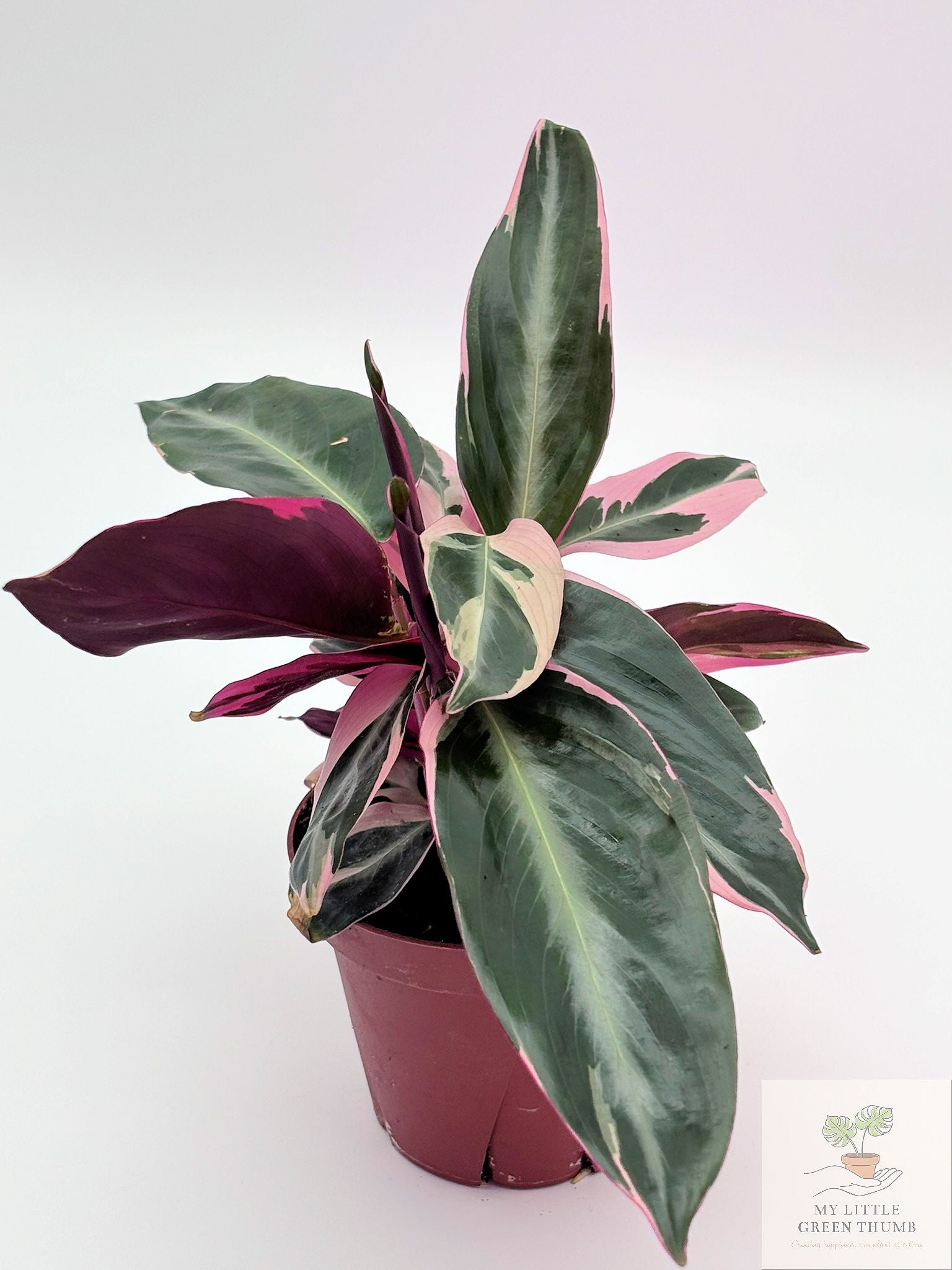 🌿 Stromanthe Triostar - Tri-Colour Prayer Plant • Vibrant Tropical Houseplant