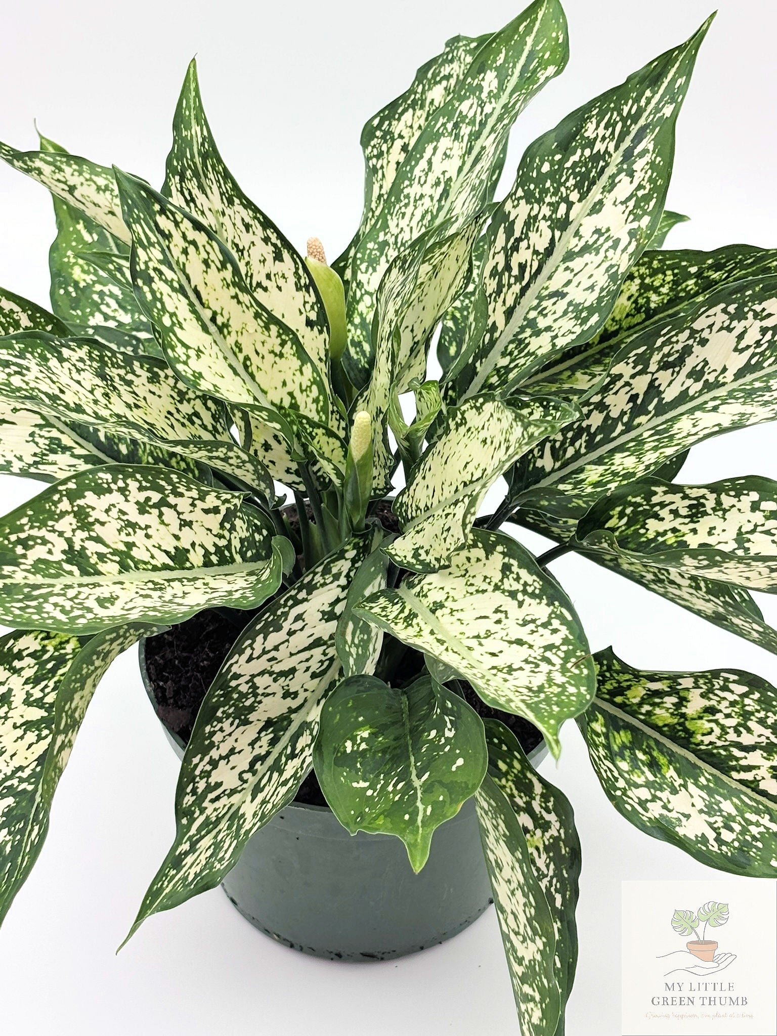 🌿 Dieffenbachia 'White Etna' Bold Variegated Tropical Houseplant • Easy-Care Statement Plant