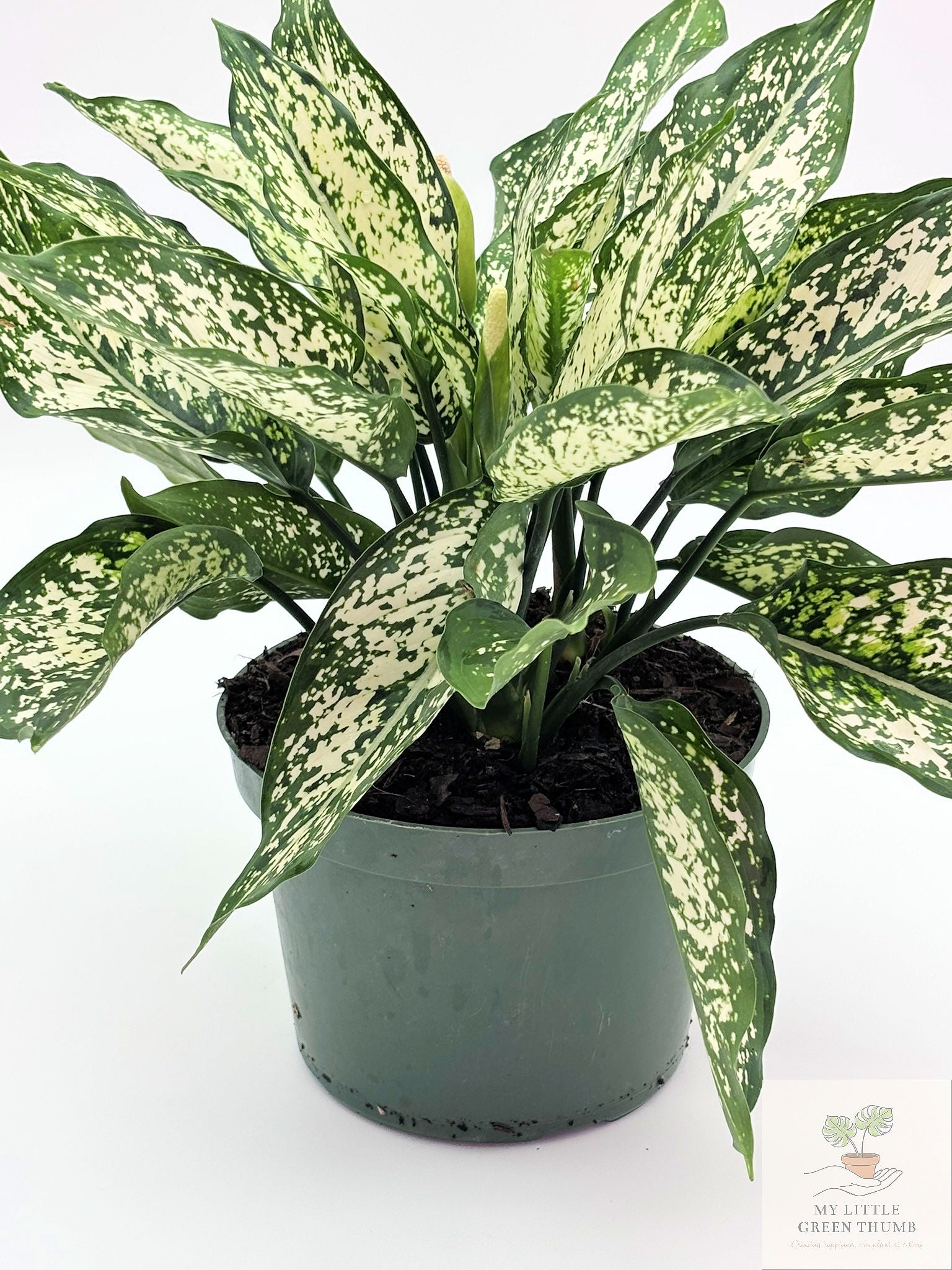 🌿 Dieffenbachia 'White Etna' Bold Variegated Tropical Houseplant • Easy-Care Statement Plant