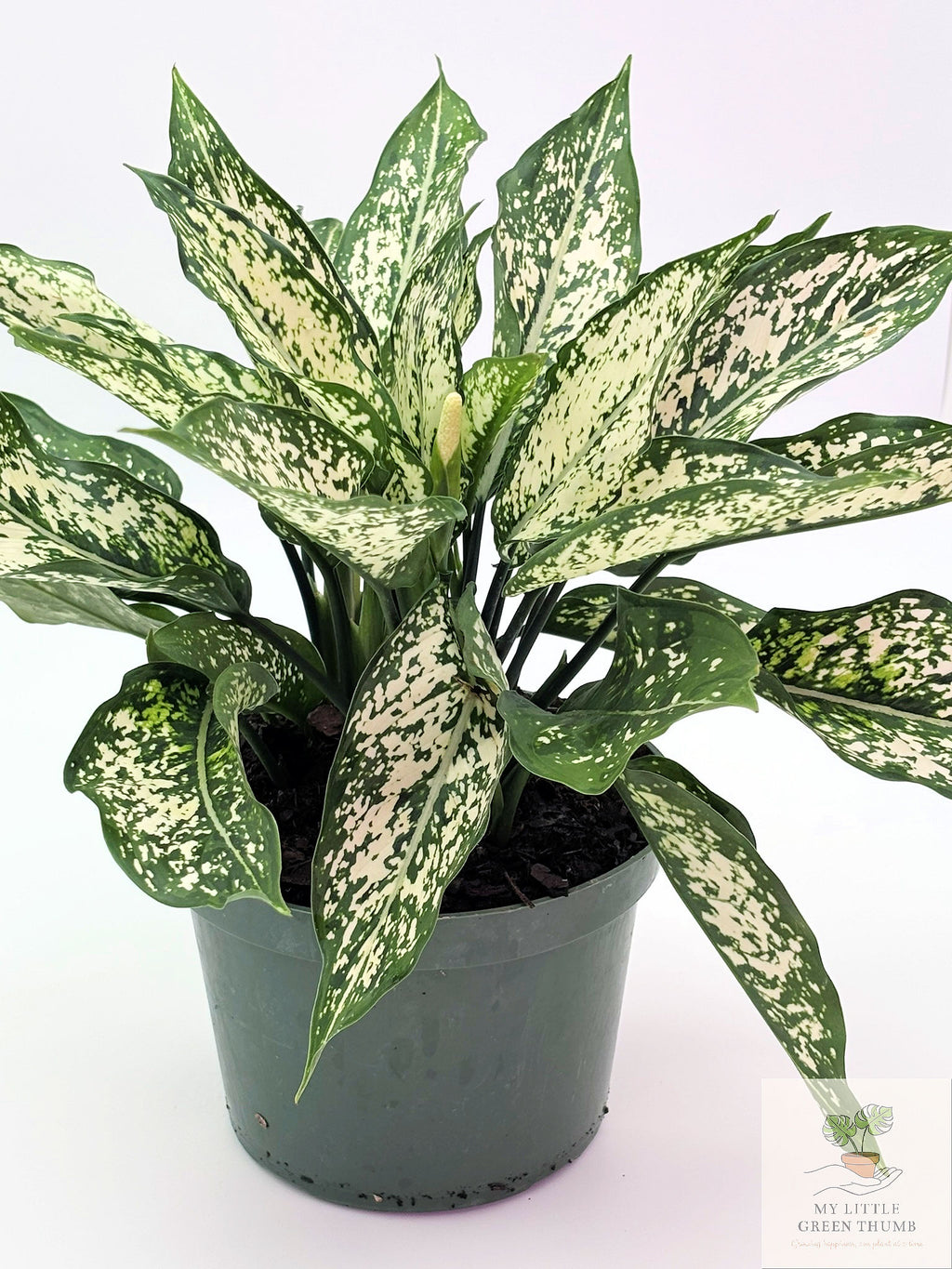 🌿 Dieffenbachia 'White Etna' Bold Variegated Tropical Houseplant • Easy-Care Statement Plant