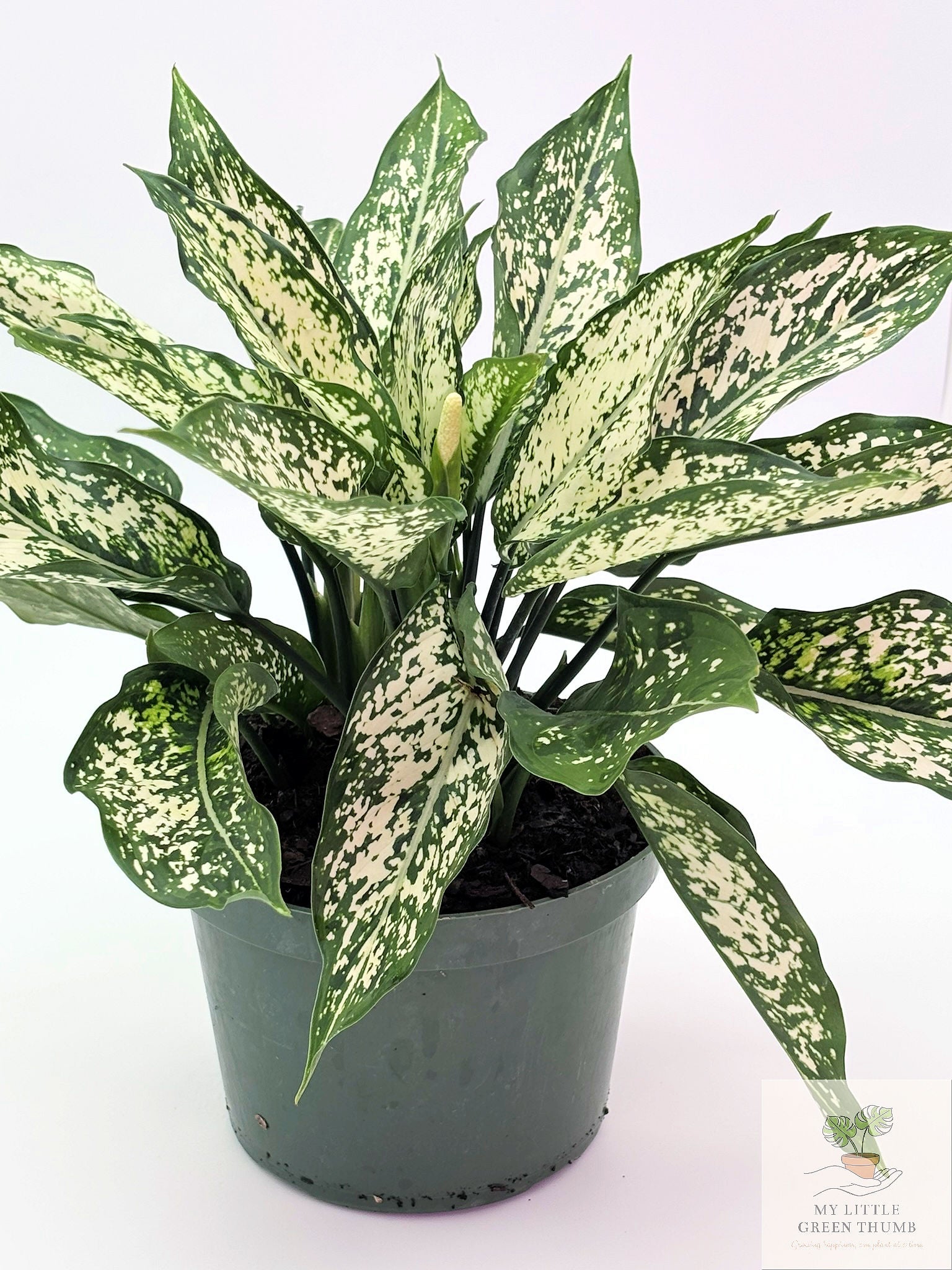 🌿 Dieffenbachia 'White Etna' Bold Variegated Tropical Houseplant • Easy-Care Statement Plant