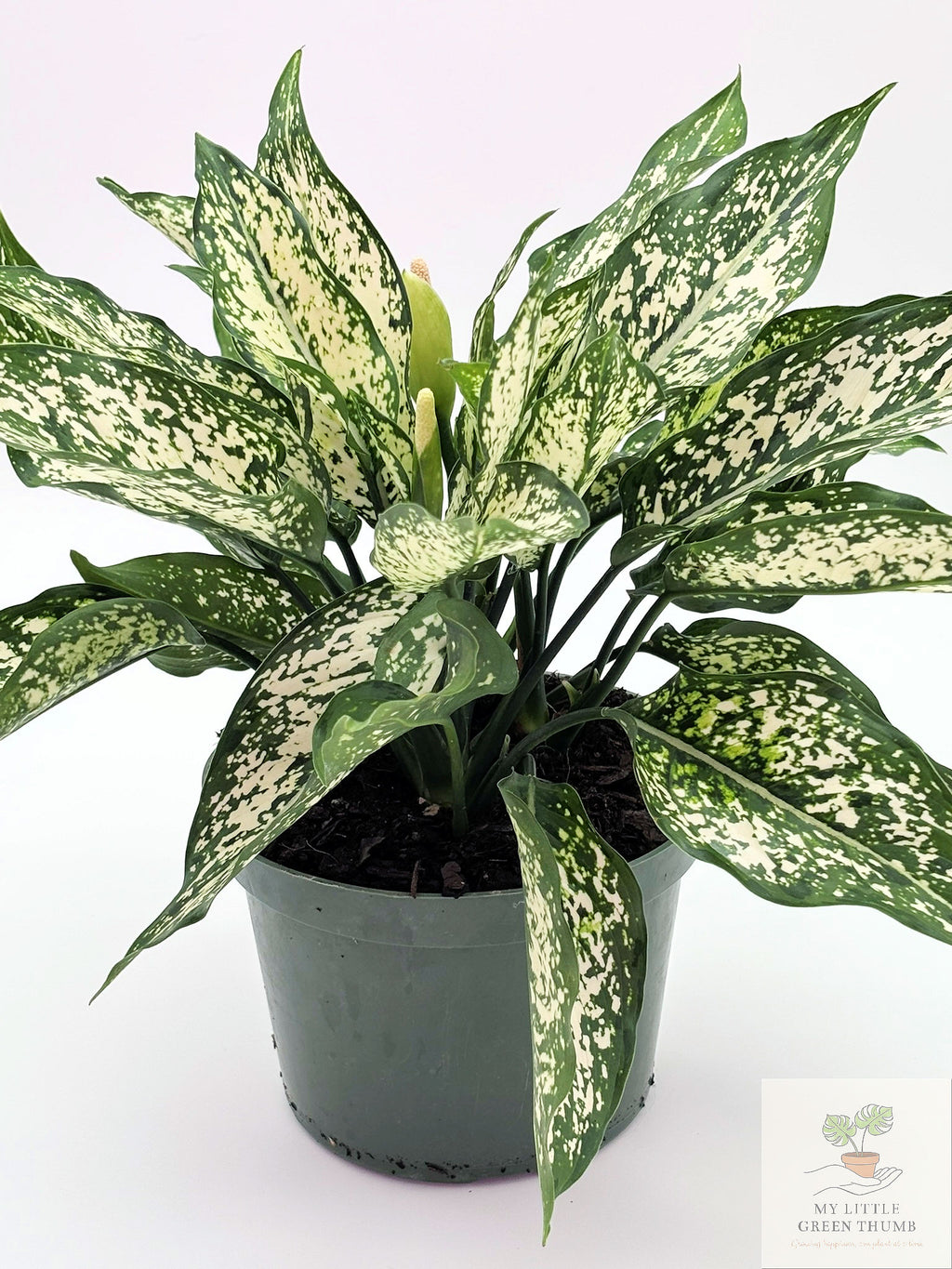 🌿 Dieffenbachia 'White Etna' Bold Variegated Tropical Houseplant • Easy-Care Statement Plant