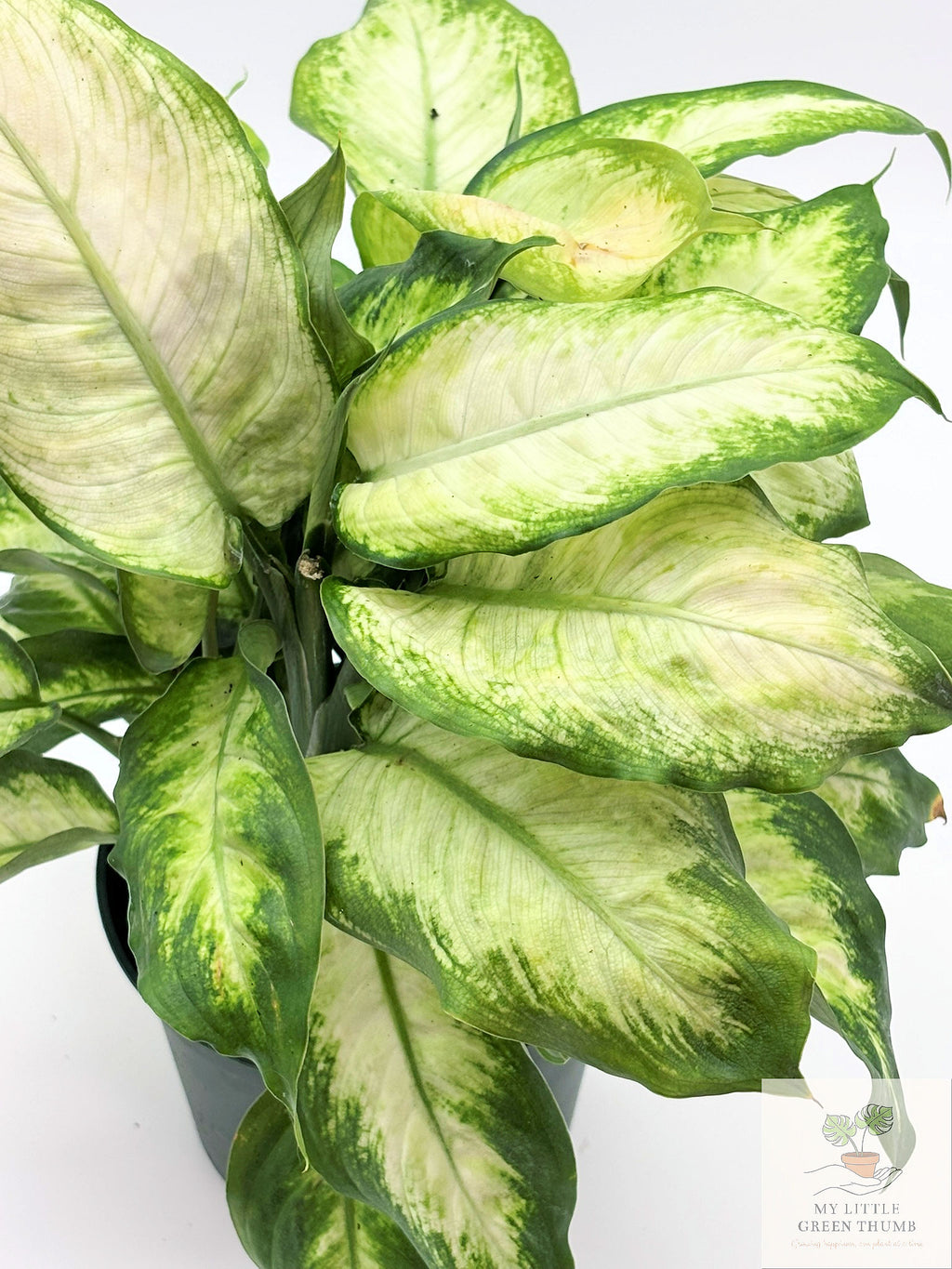 🌿 Dieffenbachia Compacta Compact Tropical Houseplant • Lush Variegated Foliage
