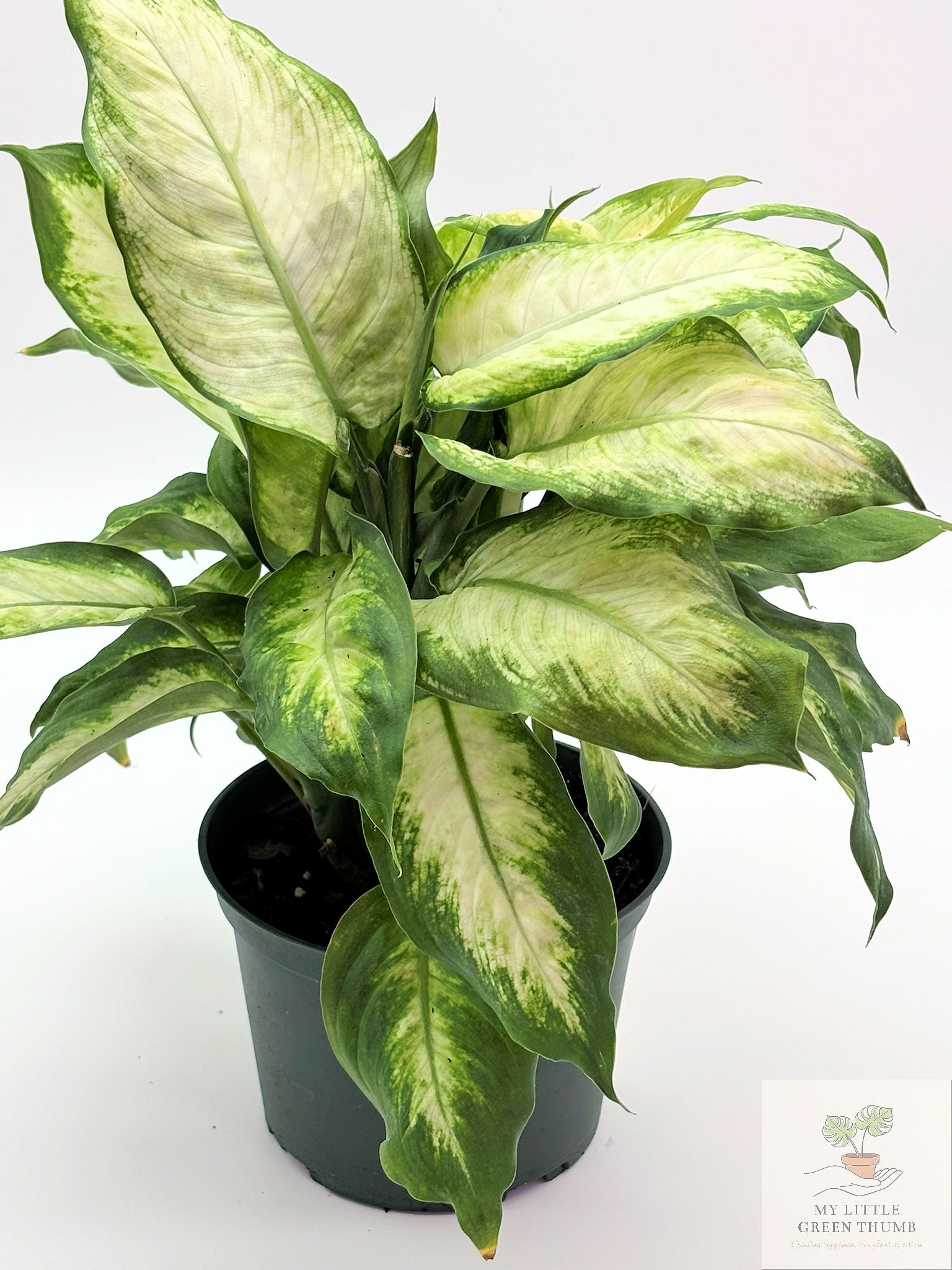 🌿 Dieffenbachia Compacta Compact Tropical Houseplant • Lush Variegated Foliage