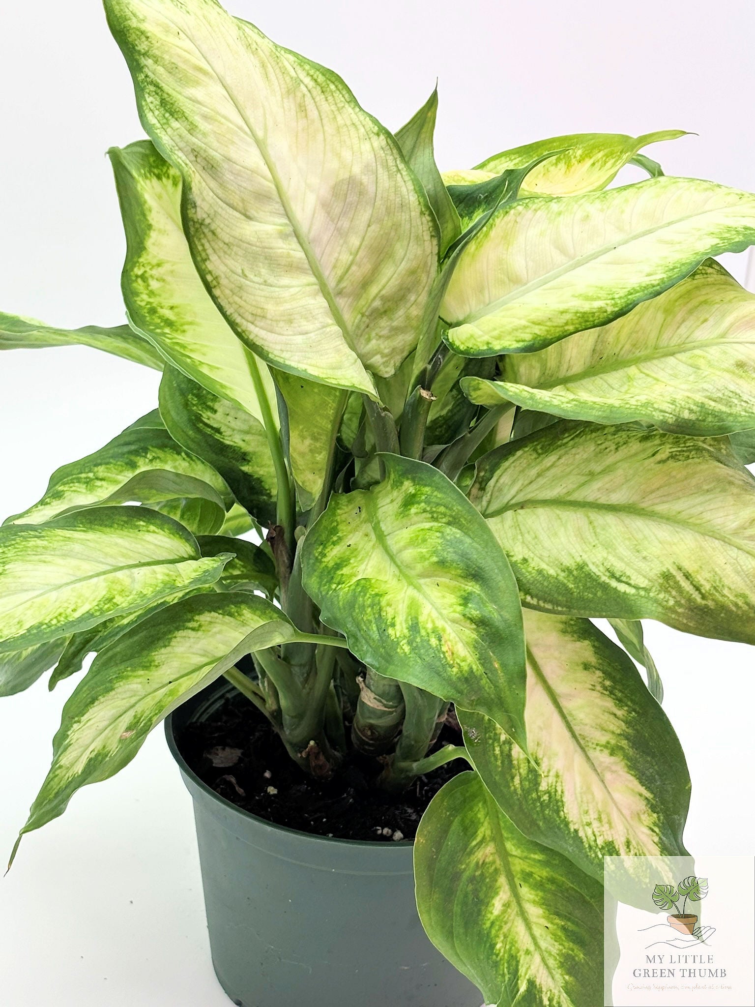 🌿 Dieffenbachia Compacta Compact Tropical Houseplant • Lush Variegated Foliage