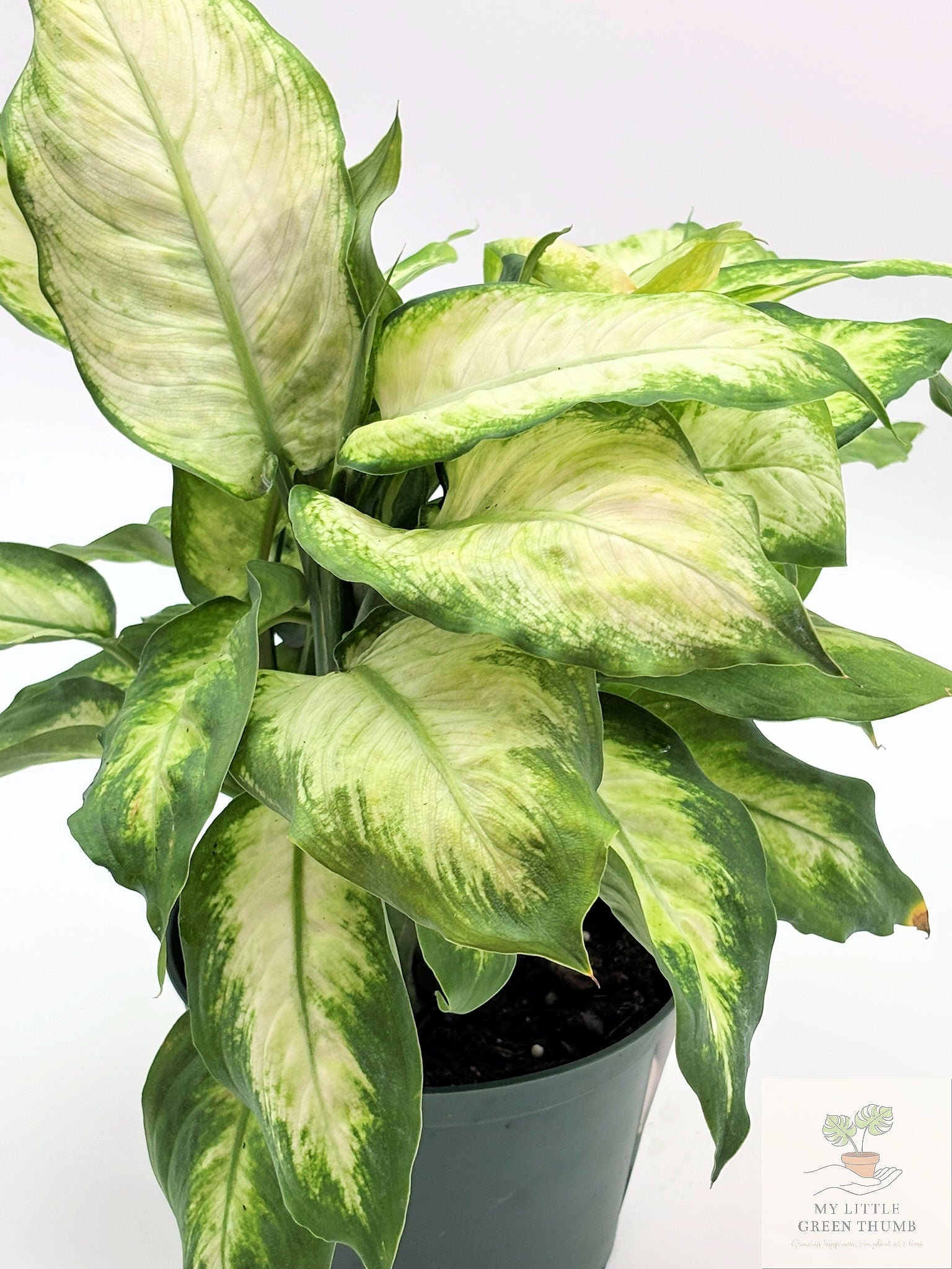 🌿 Dieffenbachia Compacta Compact Tropical Houseplant • Lush Variegated Foliage