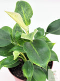🌿 Philodendron Birkin Elegant Pinstripe Philodendron • Easy-Care Tropical Houseplant