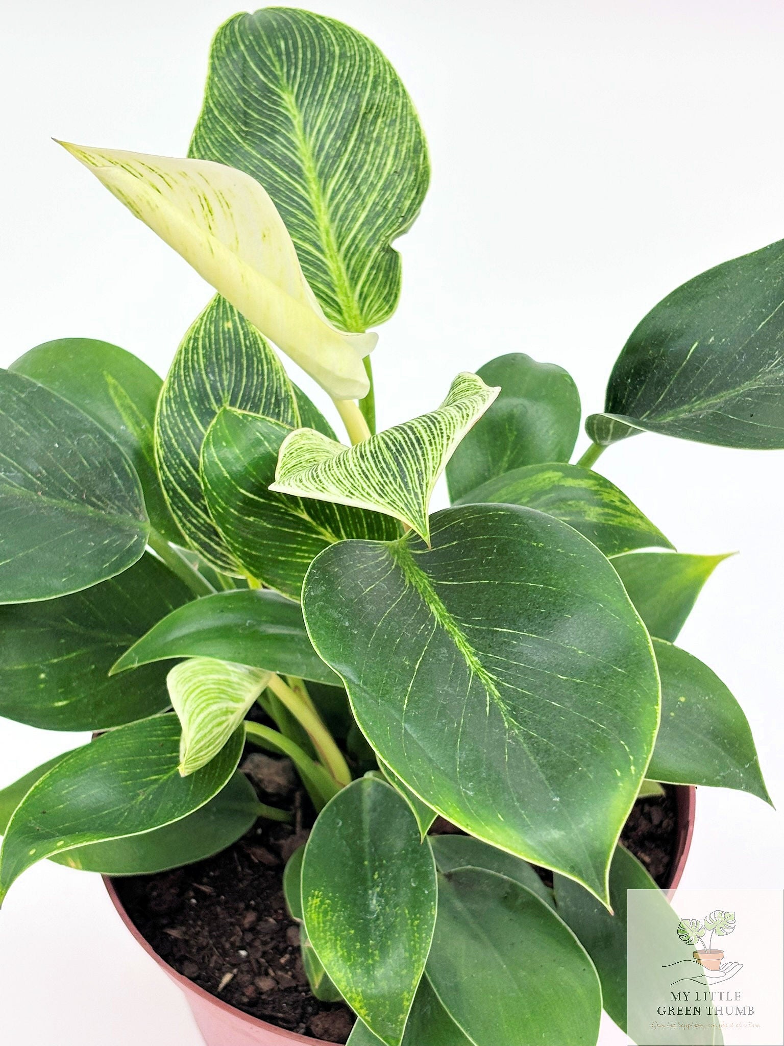 🌿 Philodendron Birkin Elegant Pinstripe Philodendron • Easy-Care Tropical Houseplant