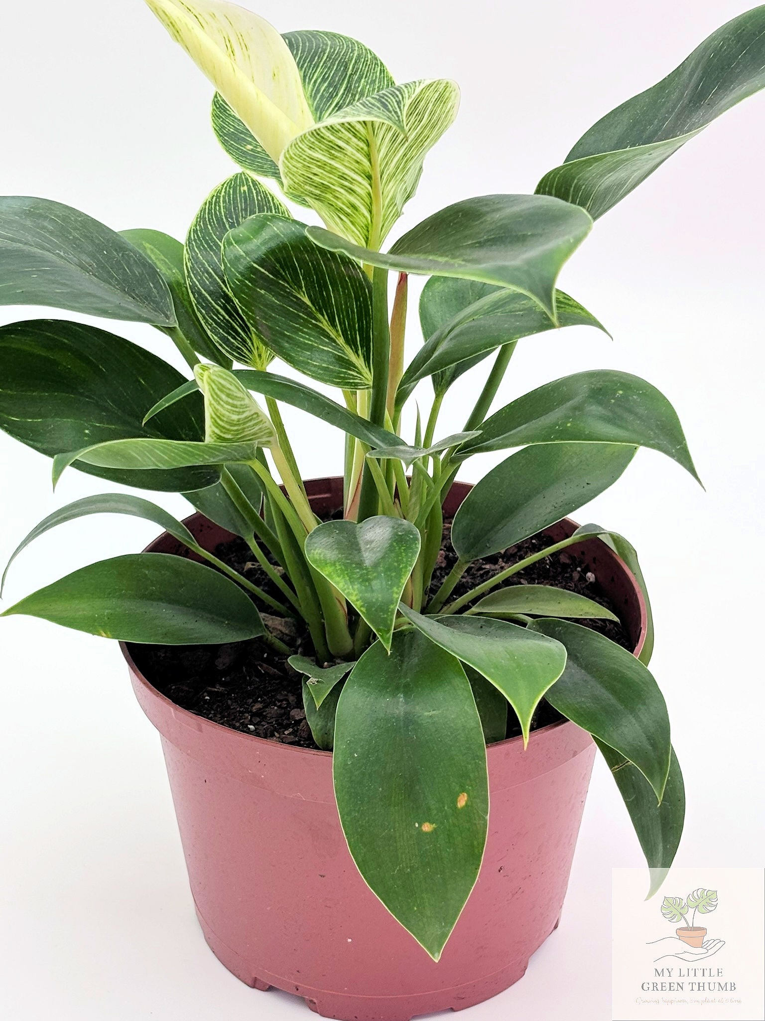 🌿 Philodendron Birkin Elegant Pinstripe Philodendron • Easy-Care Tropical Houseplant