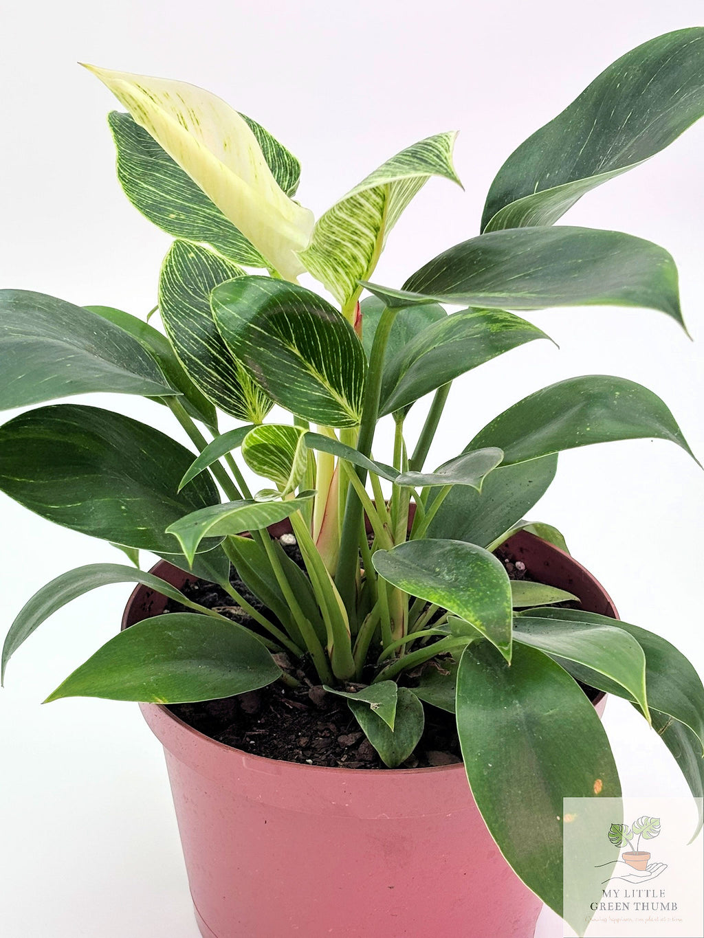 🌿 Philodendron Birkin Elegant Pinstripe Philodendron • Easy-Care Tropical Houseplant