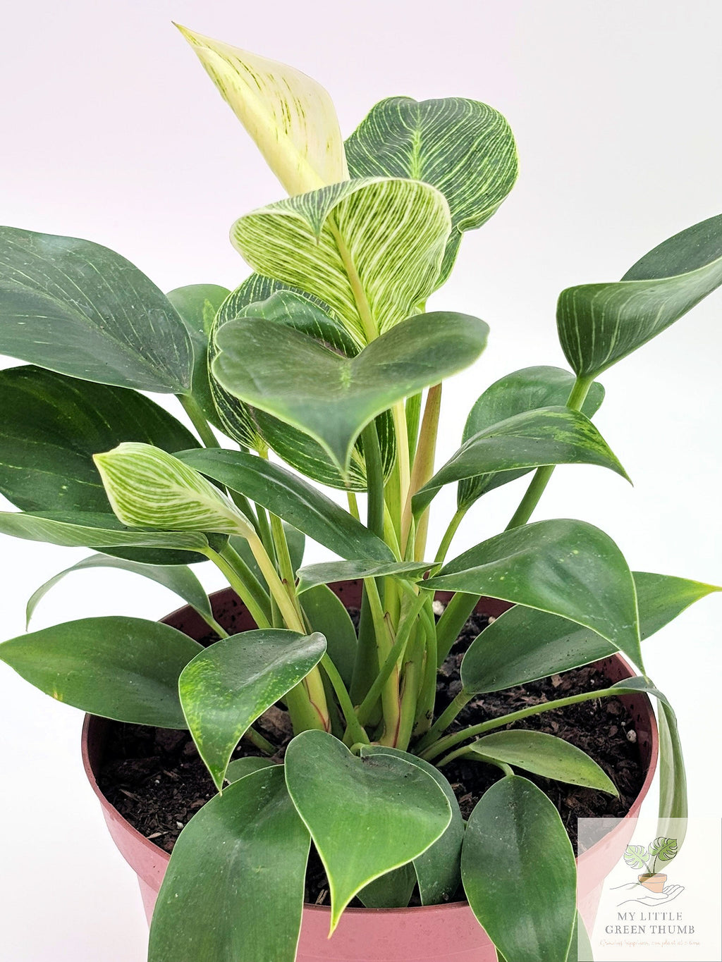 🌿 Philodendron Birkin Elegant Pinstripe Philodendron • Easy-Care Tropical Houseplant