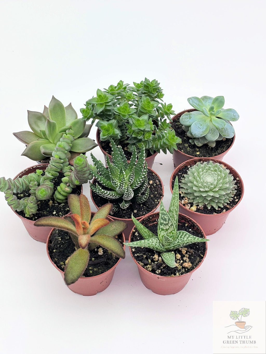 🌵 Succulent Collection Easy-Care Indoor Plants • Perfect for Beginners