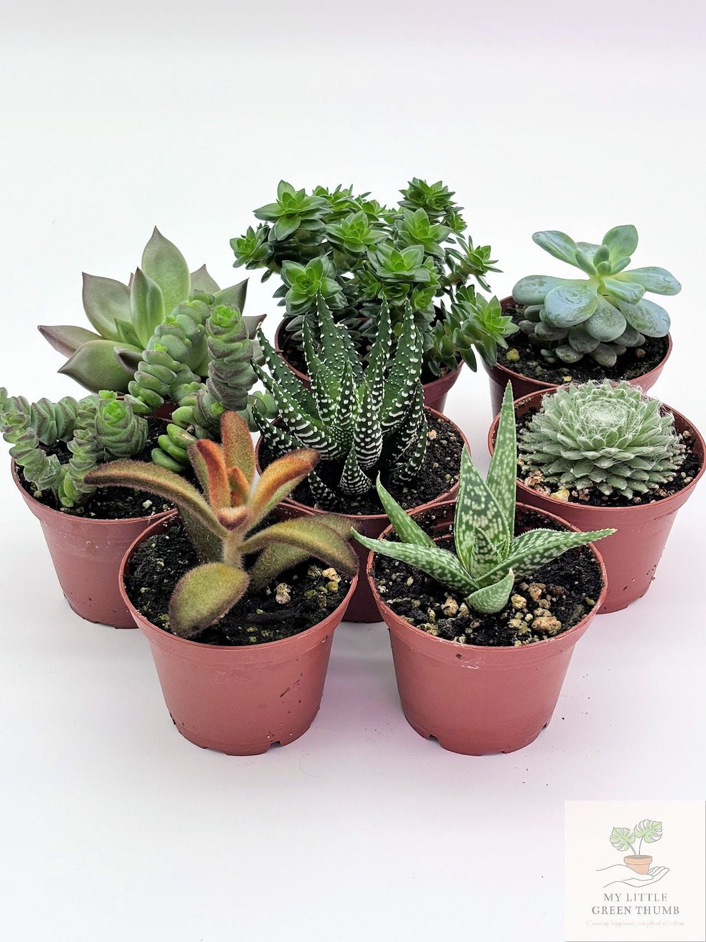 🌵 Succulent Collection Easy-Care Indoor Plants • Perfect for Beginners